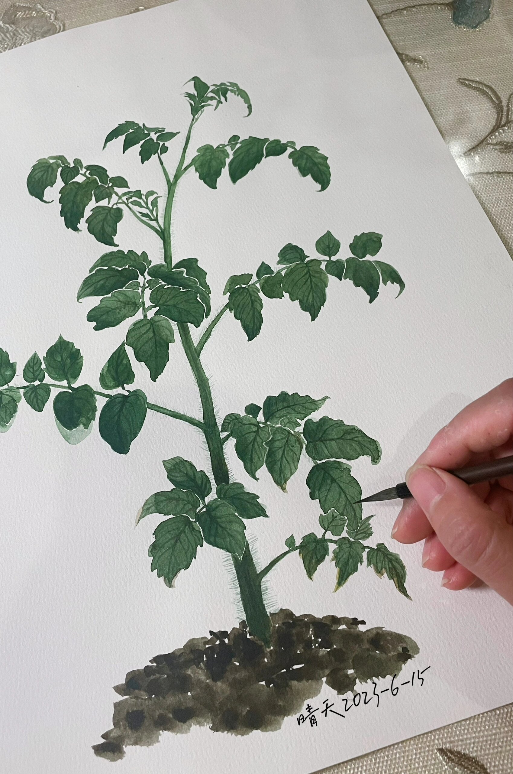 水彩 | 画阳台种的番茄苗