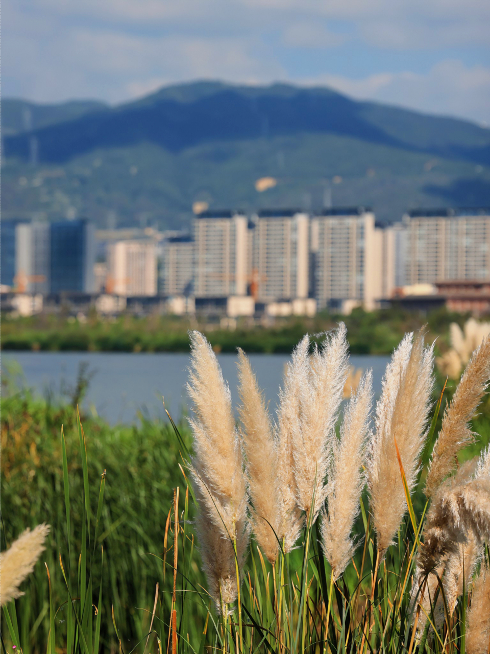 昆明滇池草海隧道湿地公园,秋日美景当属最美时刻.