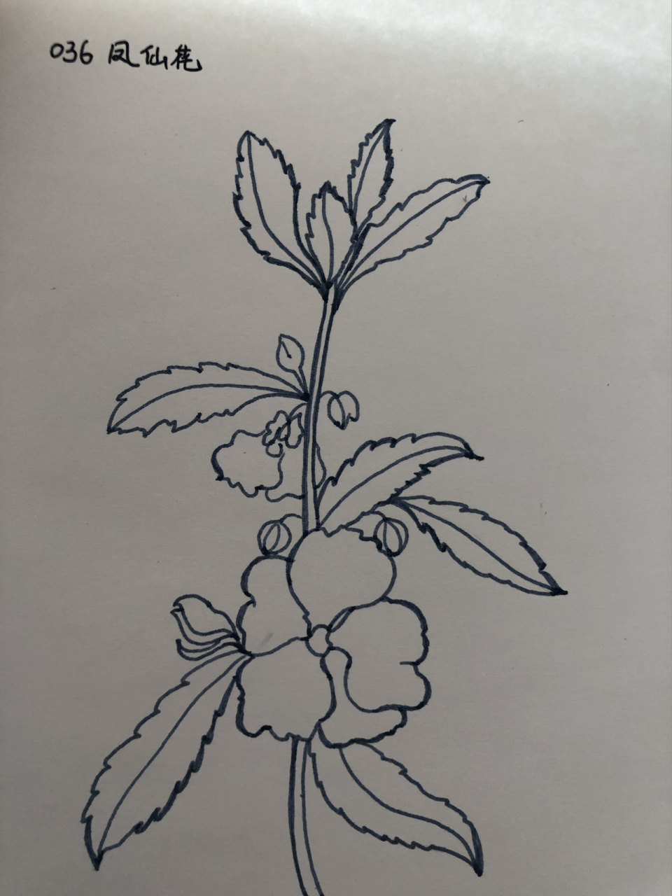 凤仙花的种子简笔画图片