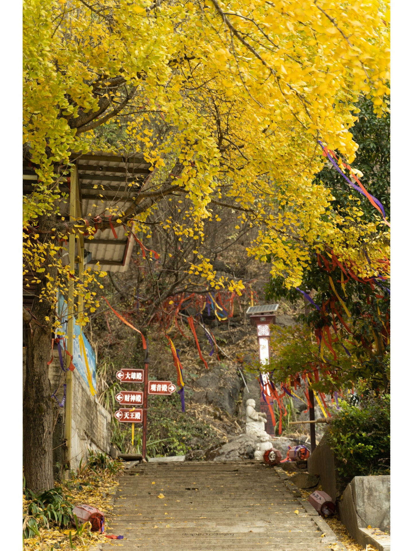 娄底天籁寺 | 银杏树黄了 风里有了冬天的味道