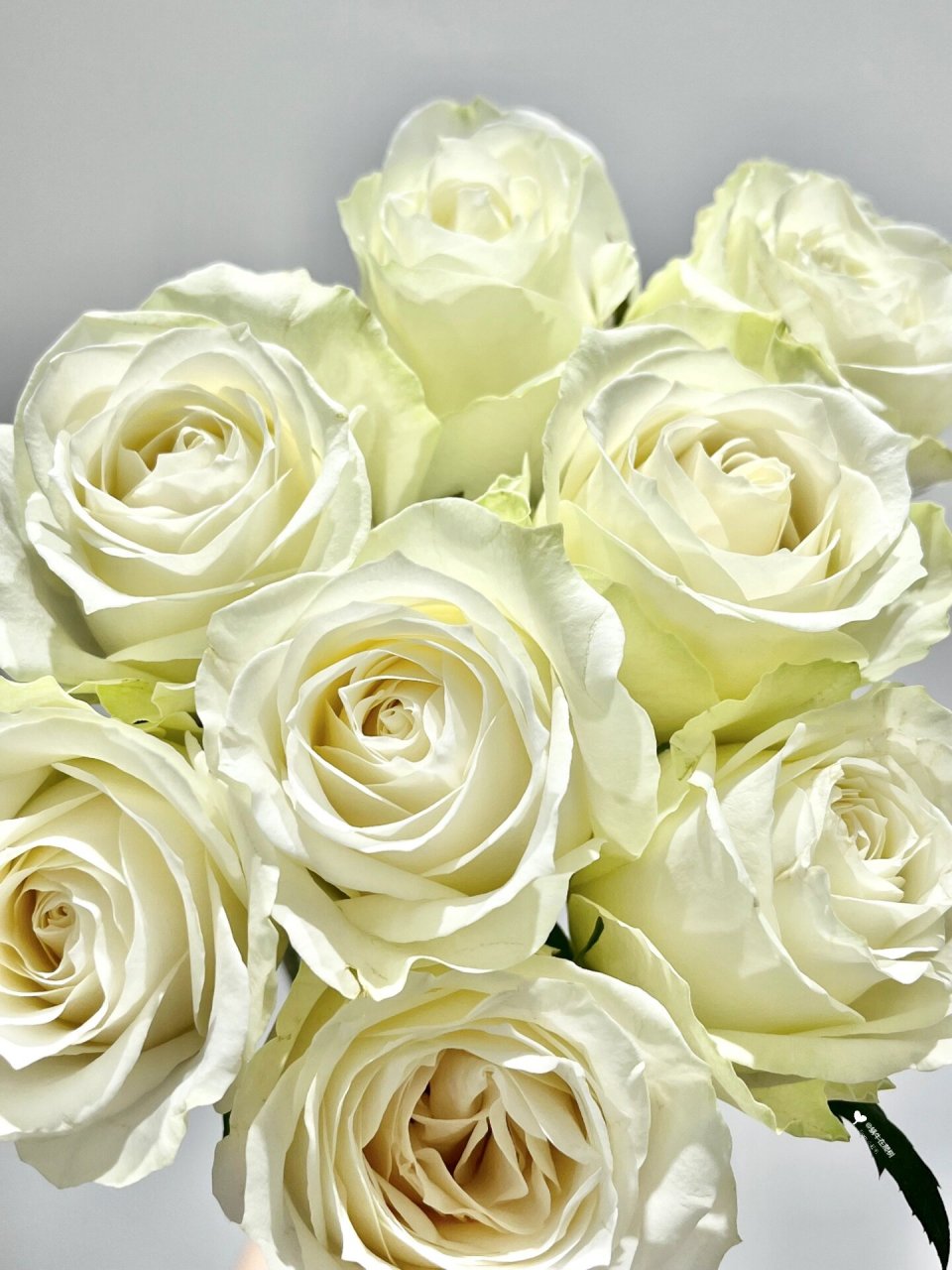 每天带你认识一种花材|白雪山玫瑰 72157215花材:白雪山玫瑰