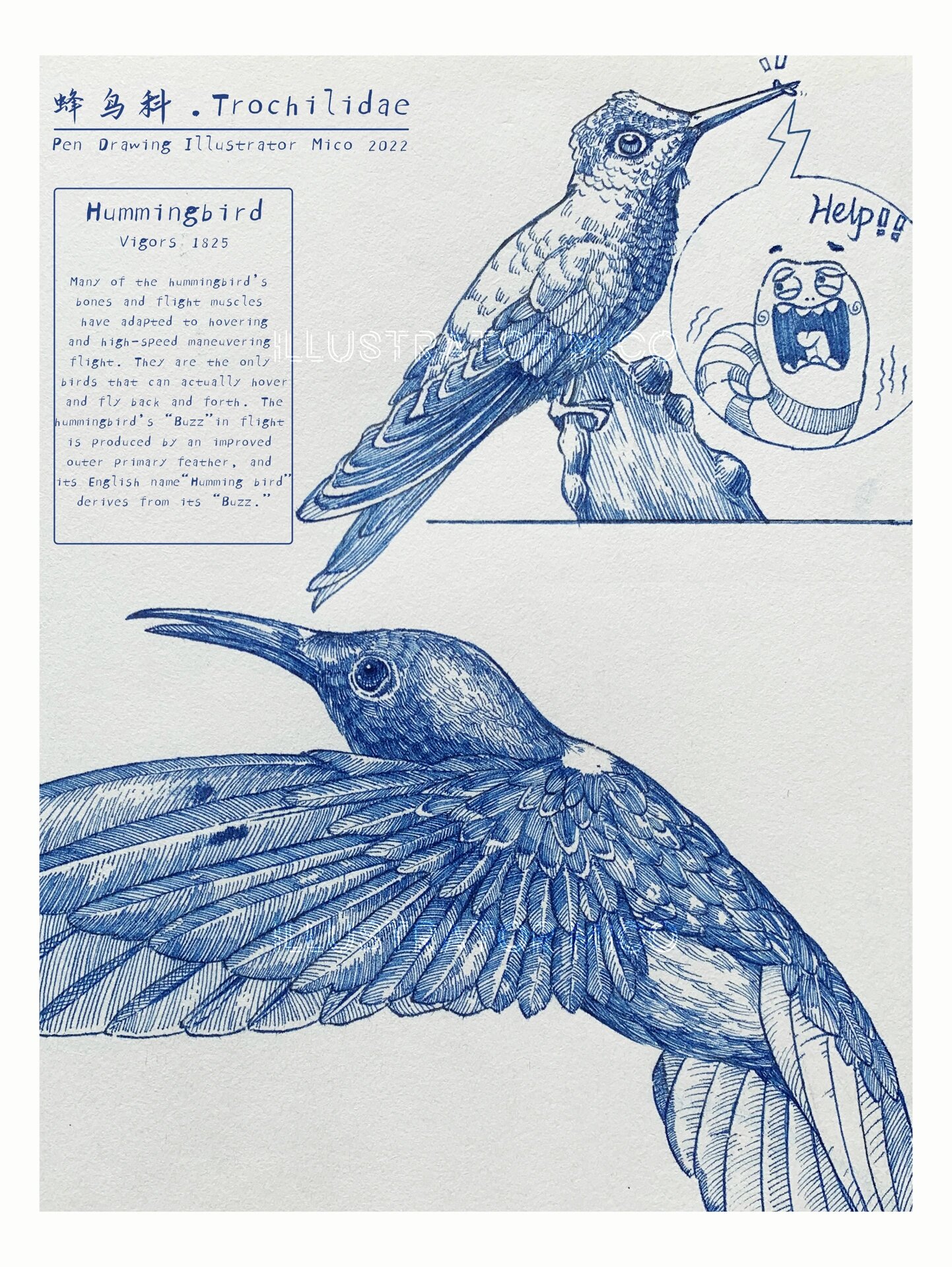 【奔流画社】钢笔绘画|蜂鸟