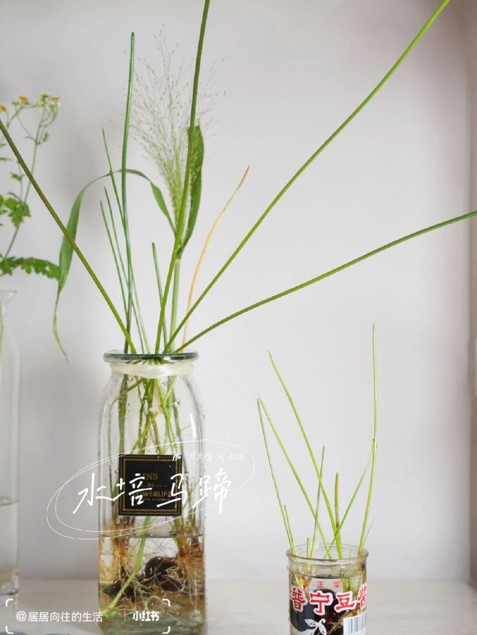 02有故事的水培马蹄|劫后余生依旧美丽 02还记得我上个月出差3天