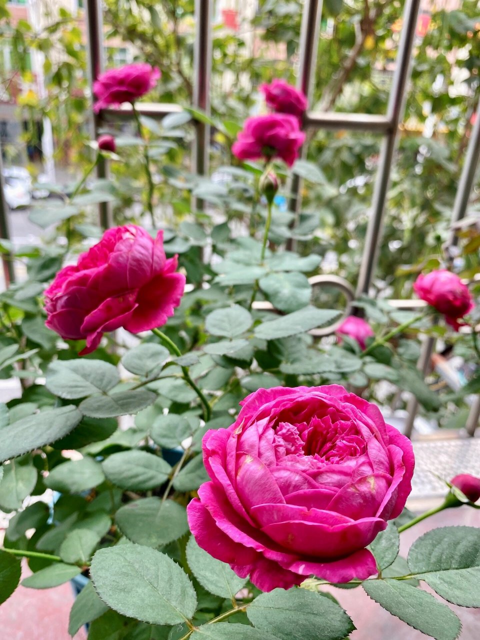耐热月季推荐双人芭蕾 双人芭蕾凭实力留下来了,越看越爱,之前不懂事