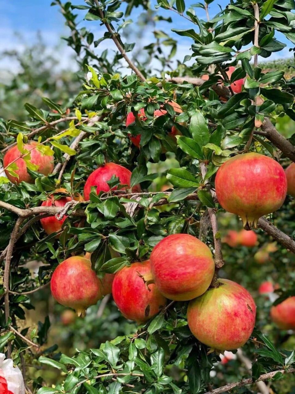 长在树上的会理软籽石榴 大凉山会理软籽石榴, 一口下去不用吐籽 满口