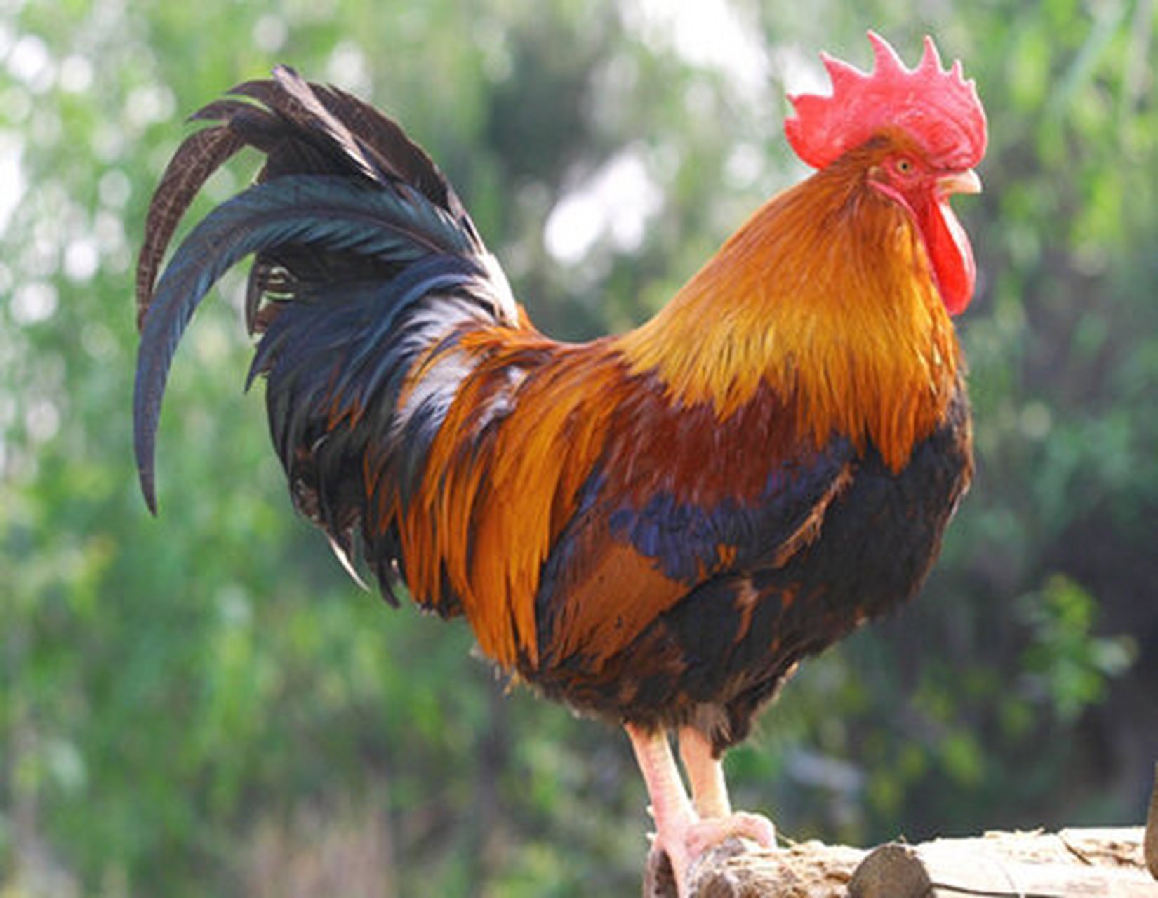 生长怎样让鸡换毛速度长出来 如果我们的鸡,养到一定的日子,掉毛了