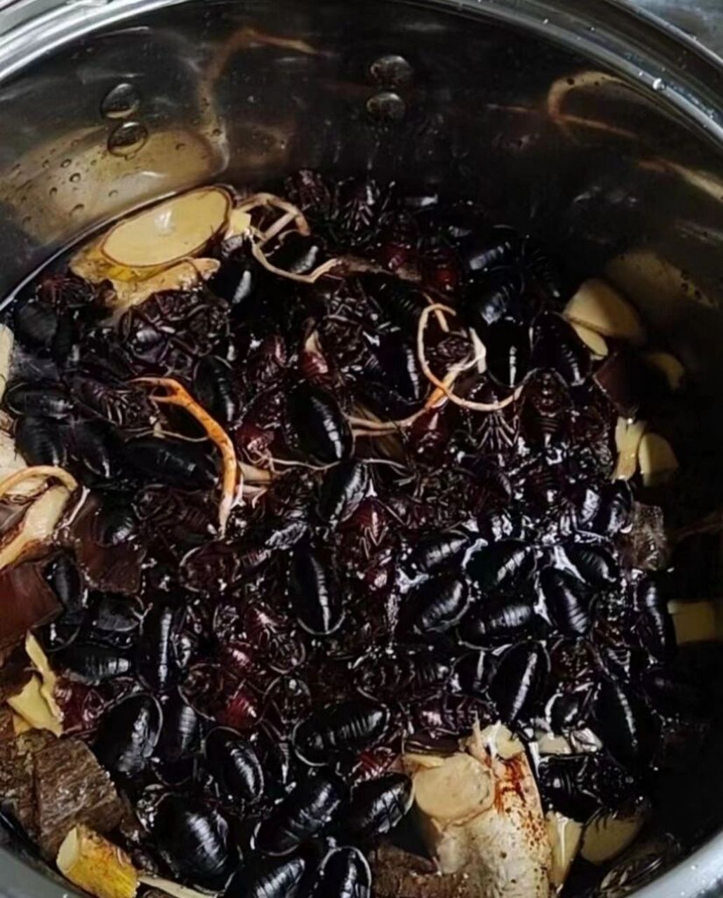 俺老家95 东莞特产95之一 蟑螂汤9393939393 还有老鼠