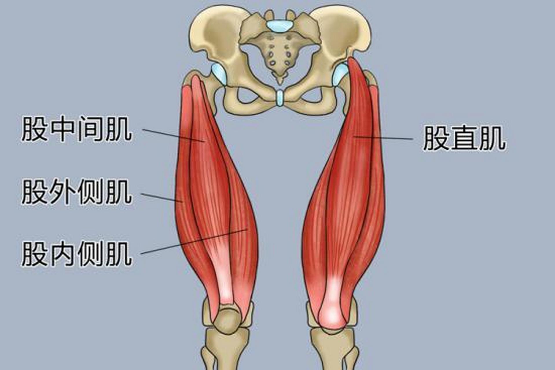 髋关节前屈的肌肉图片