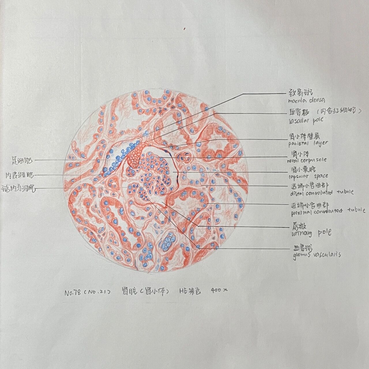 肾单位图手绘图图片
