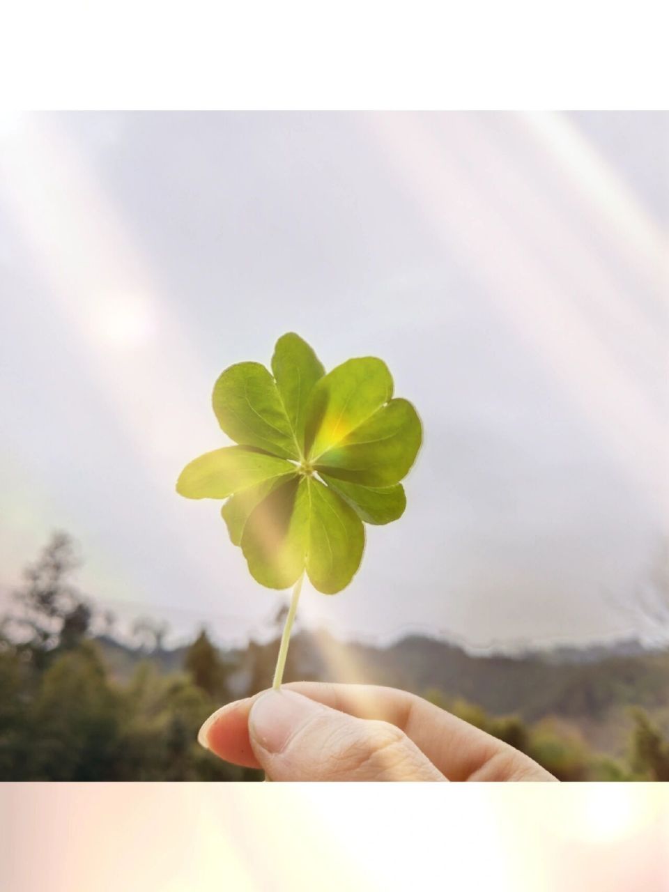 独一份的五叶草