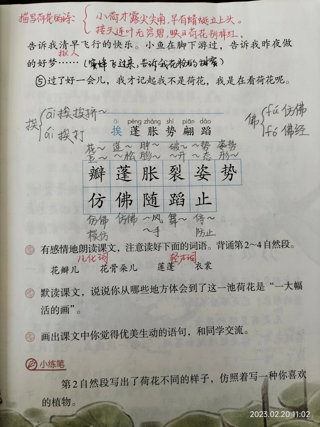 三年级语文下册第三课《荷花》