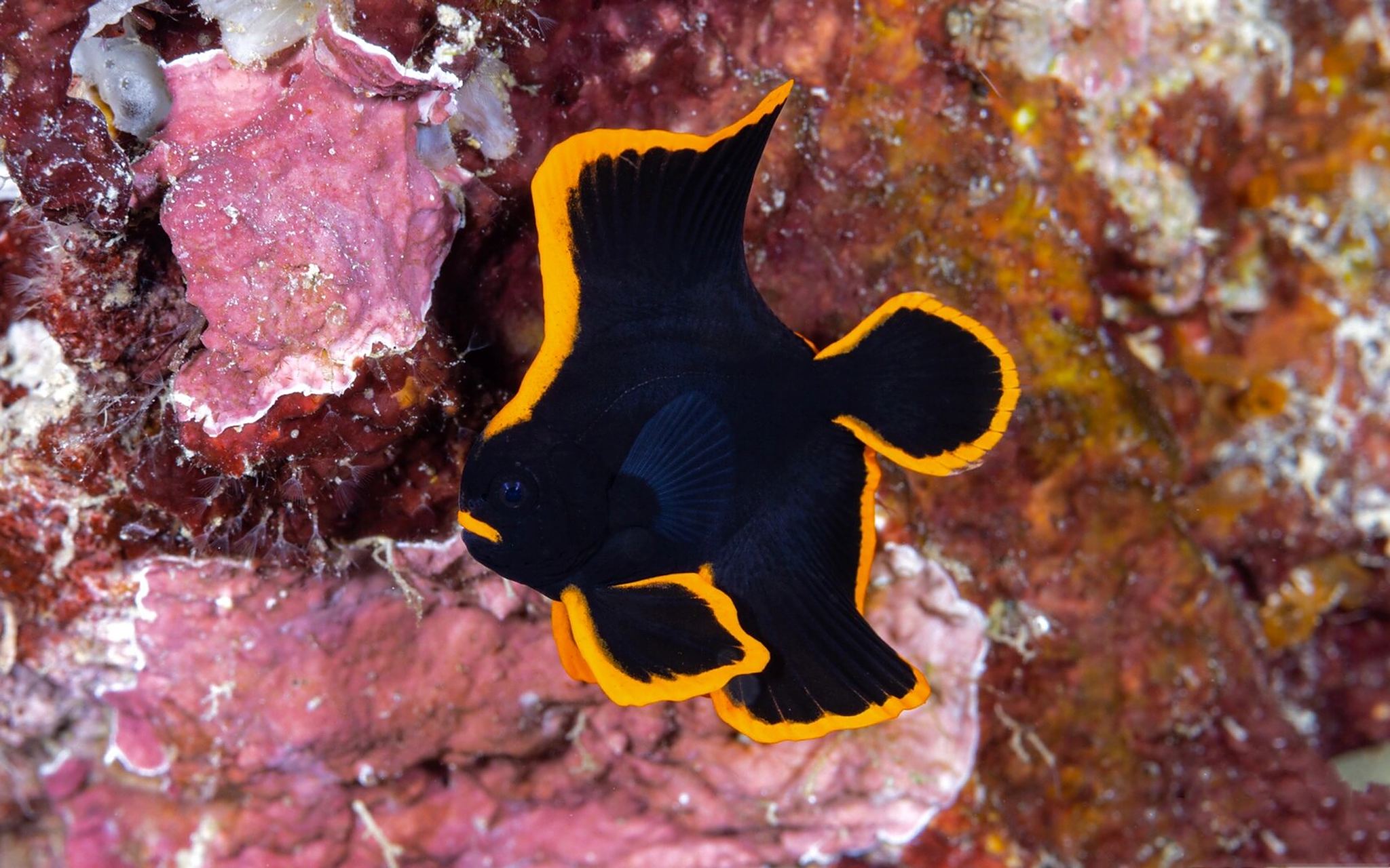 圆翅燕鱼|谁能想到你长大后变成了这样 98 fantasea·奇妙海洋 	 93