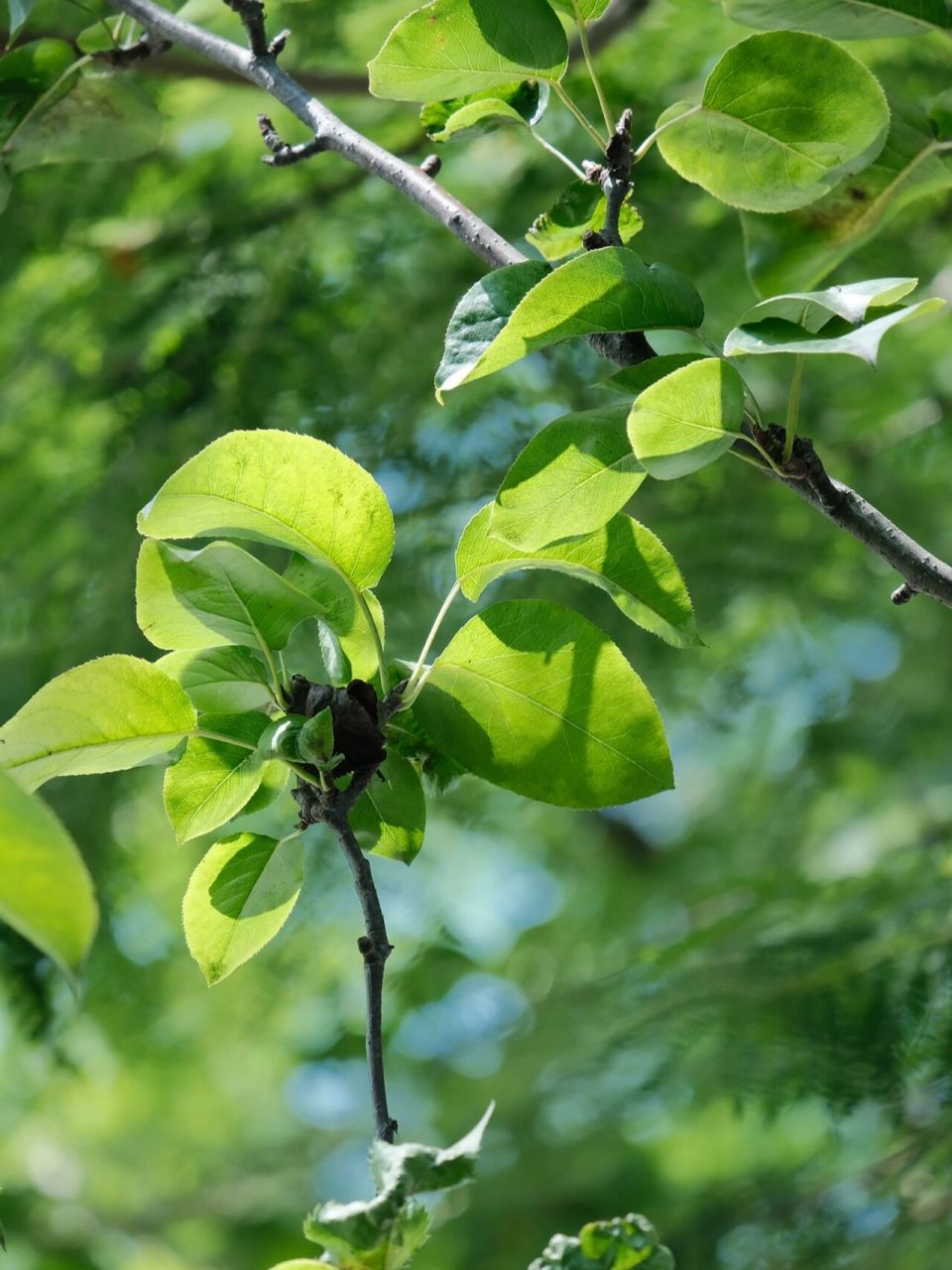 浪漫生活的记录者# #笔记灵感# 91:富士xs10 镜头:富士xc50-230