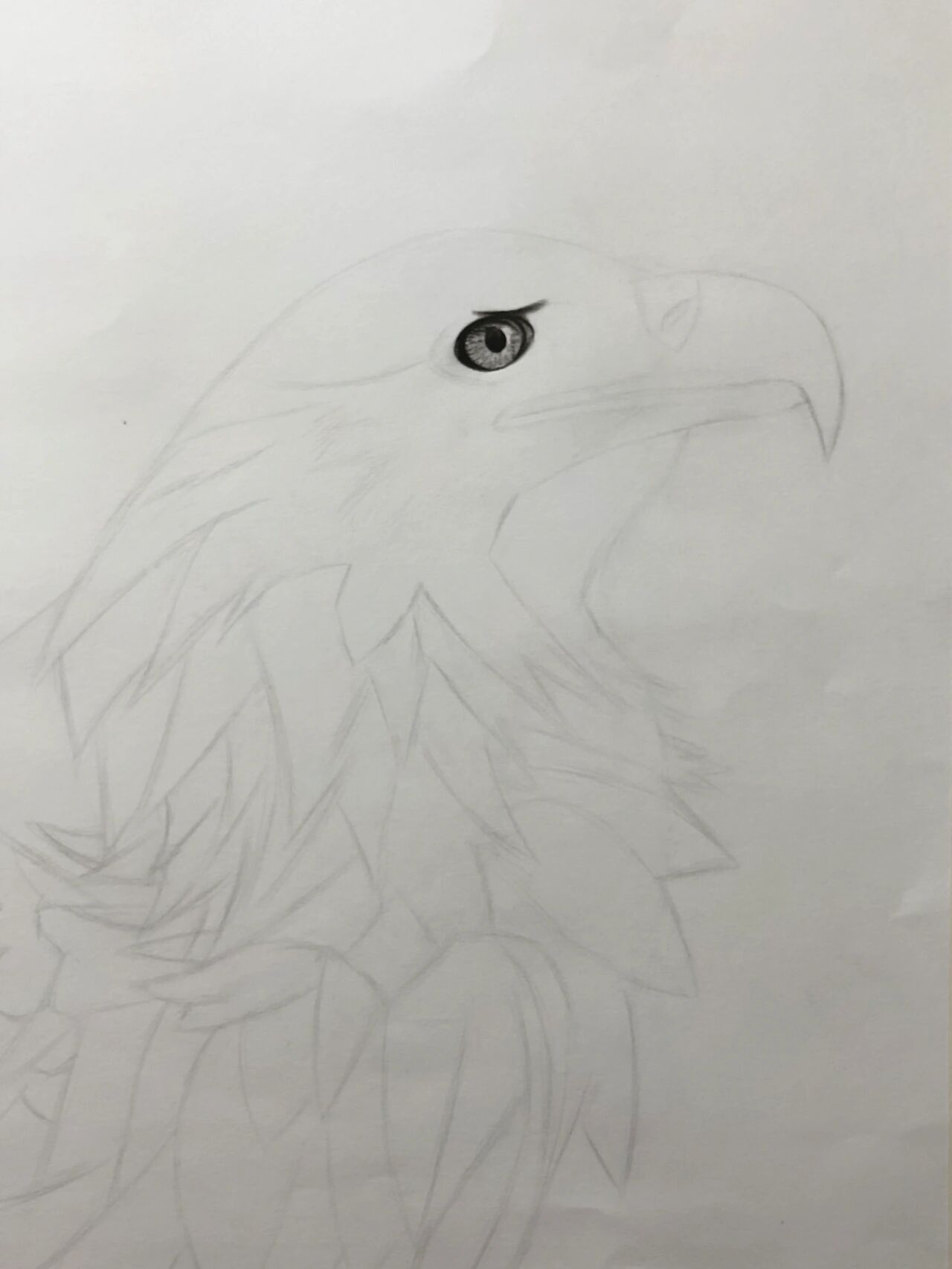 【素描动物】老鹰07游弋天空的雄鹰终将飞翔