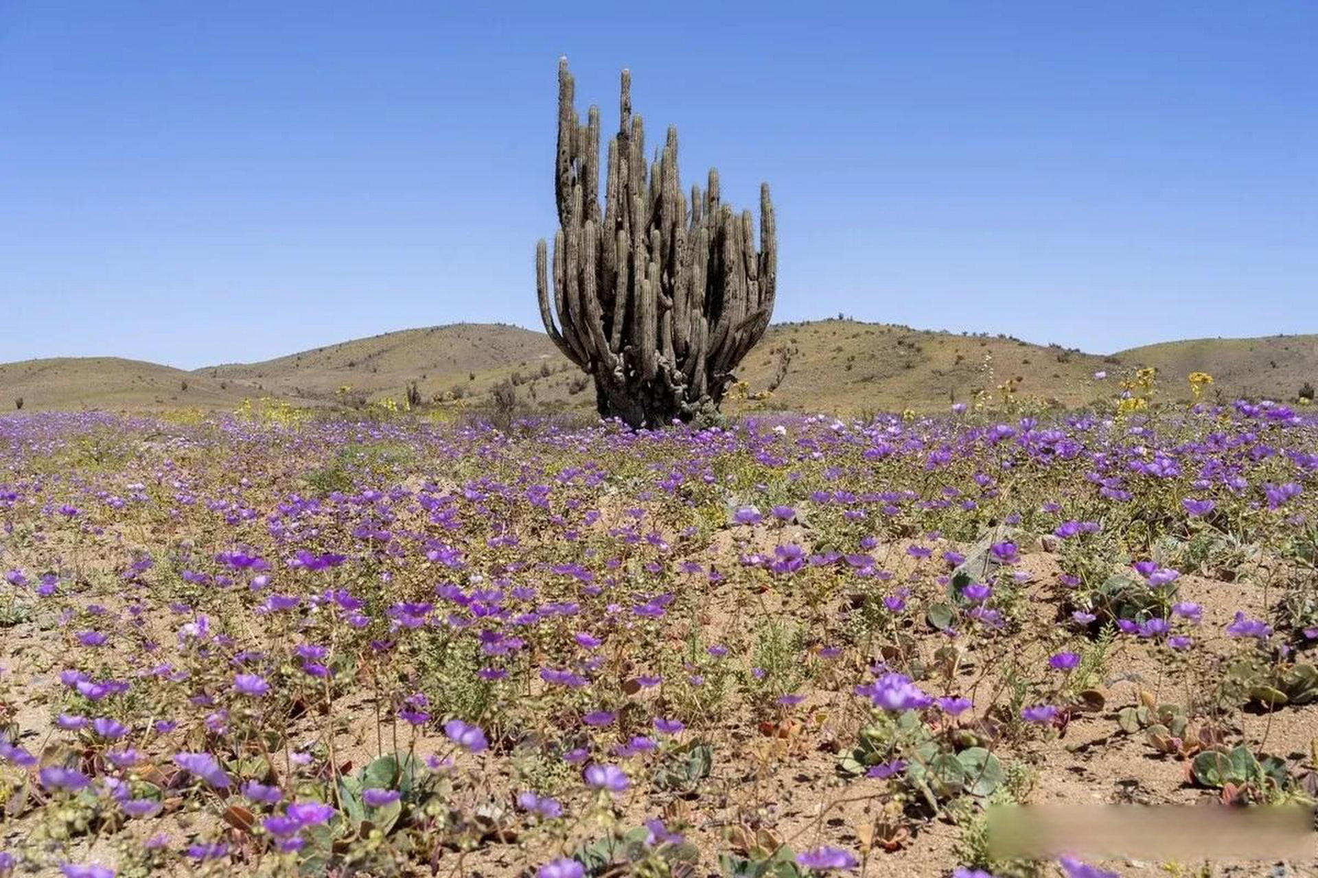 智利阿塔卡马沙漠大片鲜花罕见盛开 当地时间2022年10月9日,智利,阿塔
