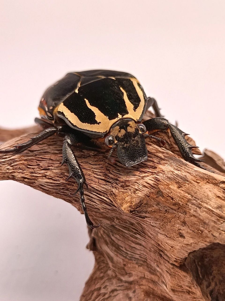 乌干达花金龟 刚刚羽化的一些原产地非洲的乌干达花金龟,是一种大型