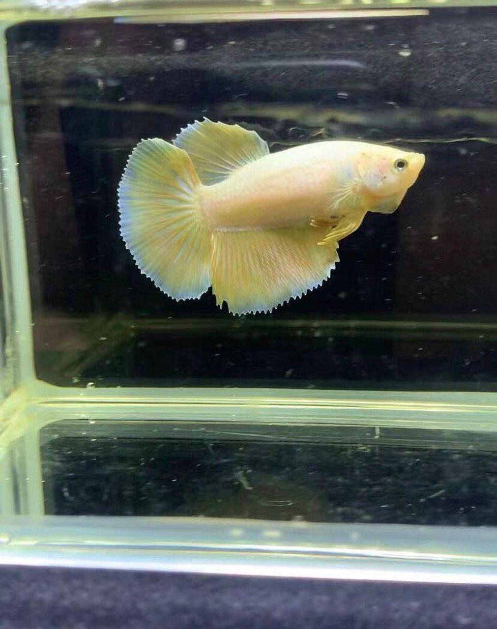 泰国斗鱼半月母鱼可以混养放在一起太香了7515 4cm左右的小母鱼