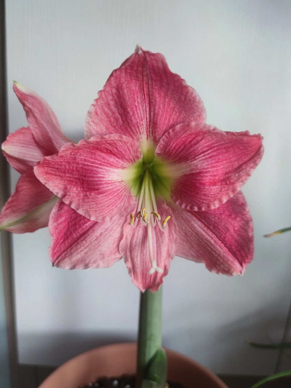 朱顶红——阿马尔菲 粉色朱顶红