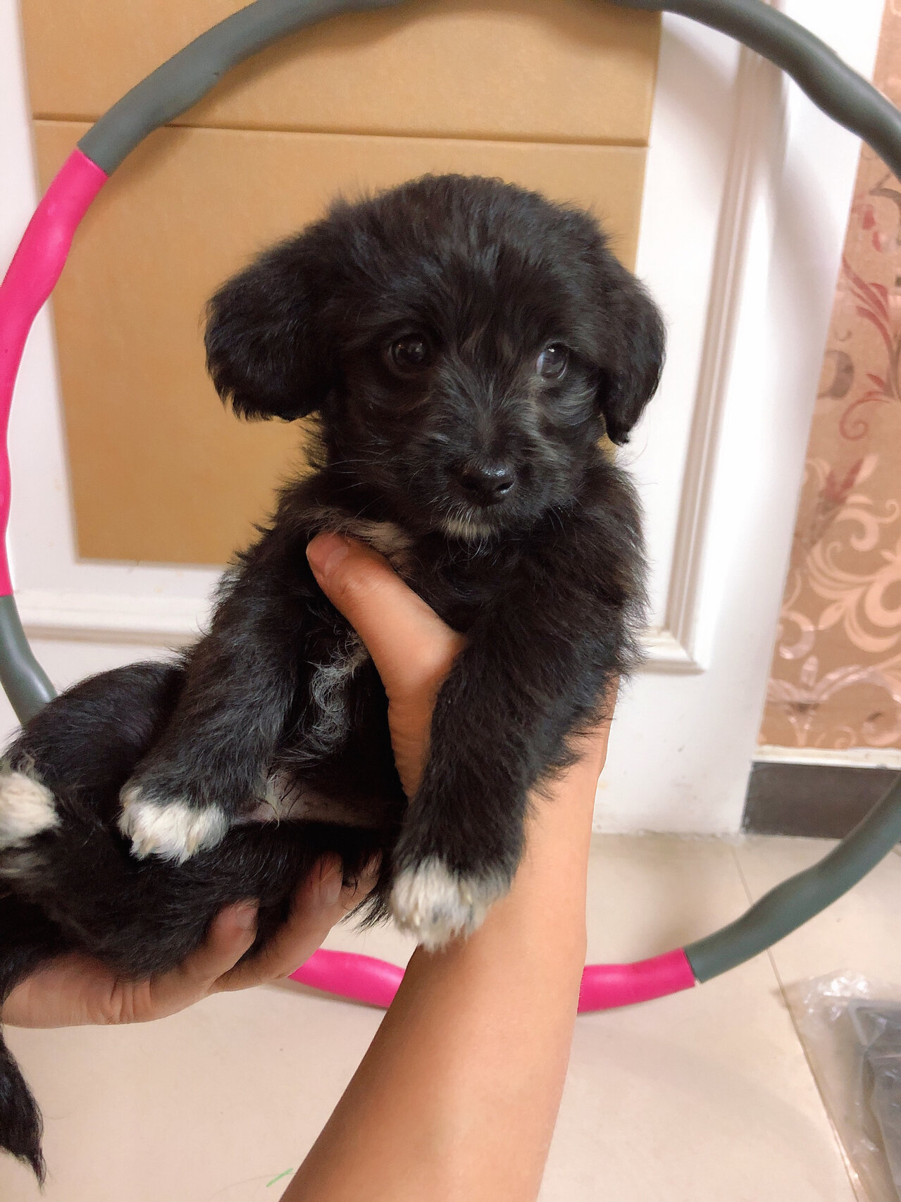 灰泰迪和柴犬串串 来家里一个星期了  妈妈是灰泰迪  爸爸是黄色柴犬