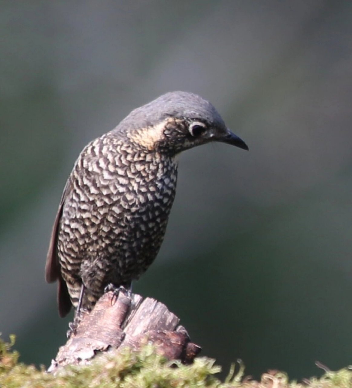 云南百花岭观鸟～栗腹矶鸫(雌鸟)  672023.2.12号记录于百花岭.