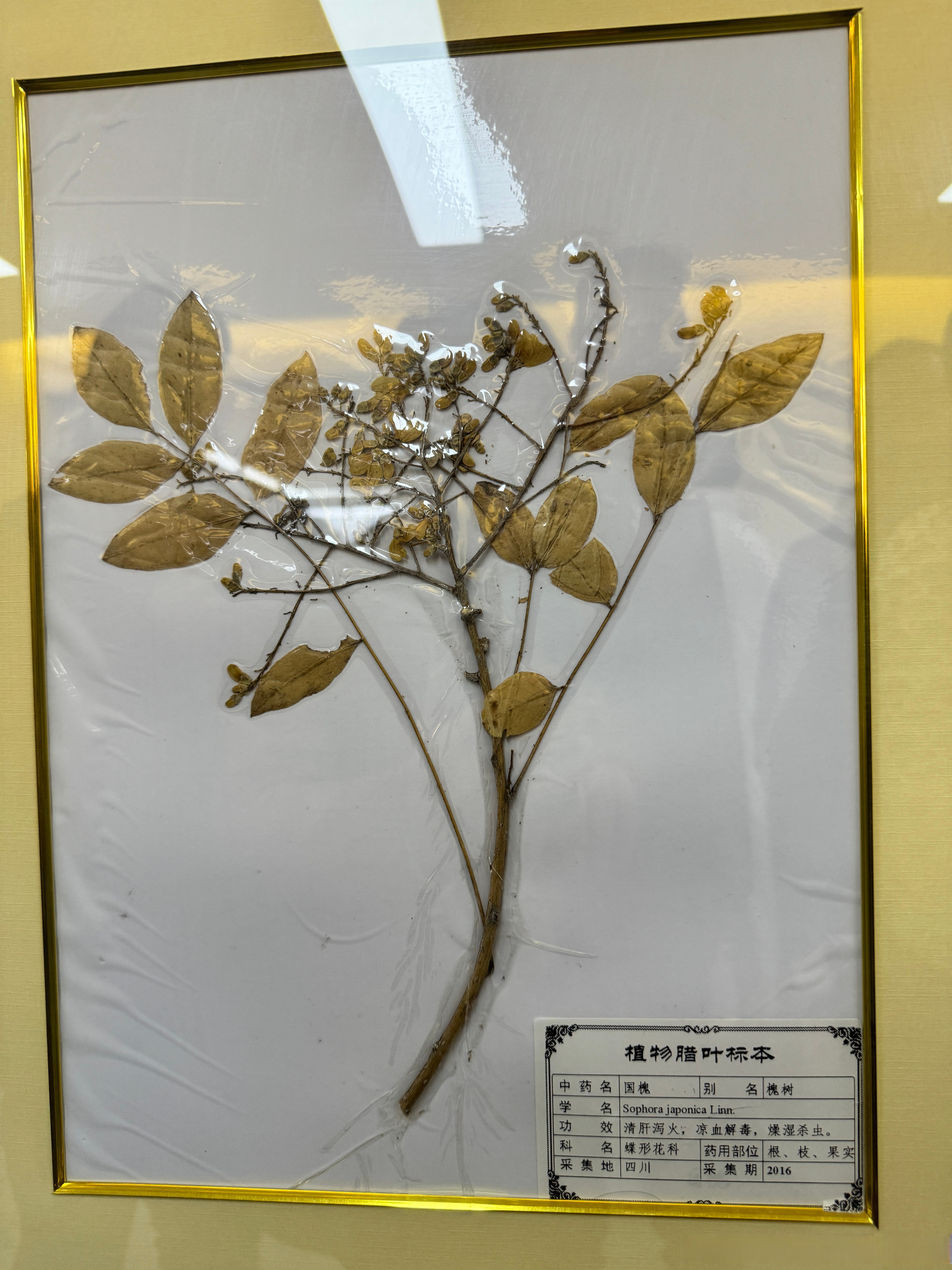 在丰台区中医药博物馆,看到了各种可以入药的植物标本中草药植物