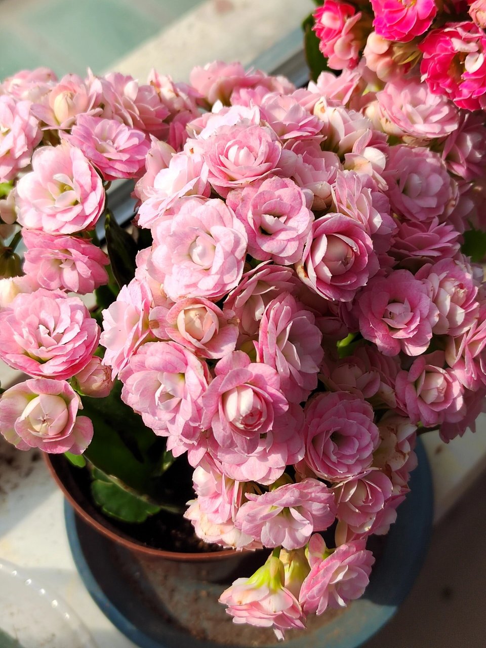 长寿花 玉芙蓉 下雨光线不好,拍不出她的美.