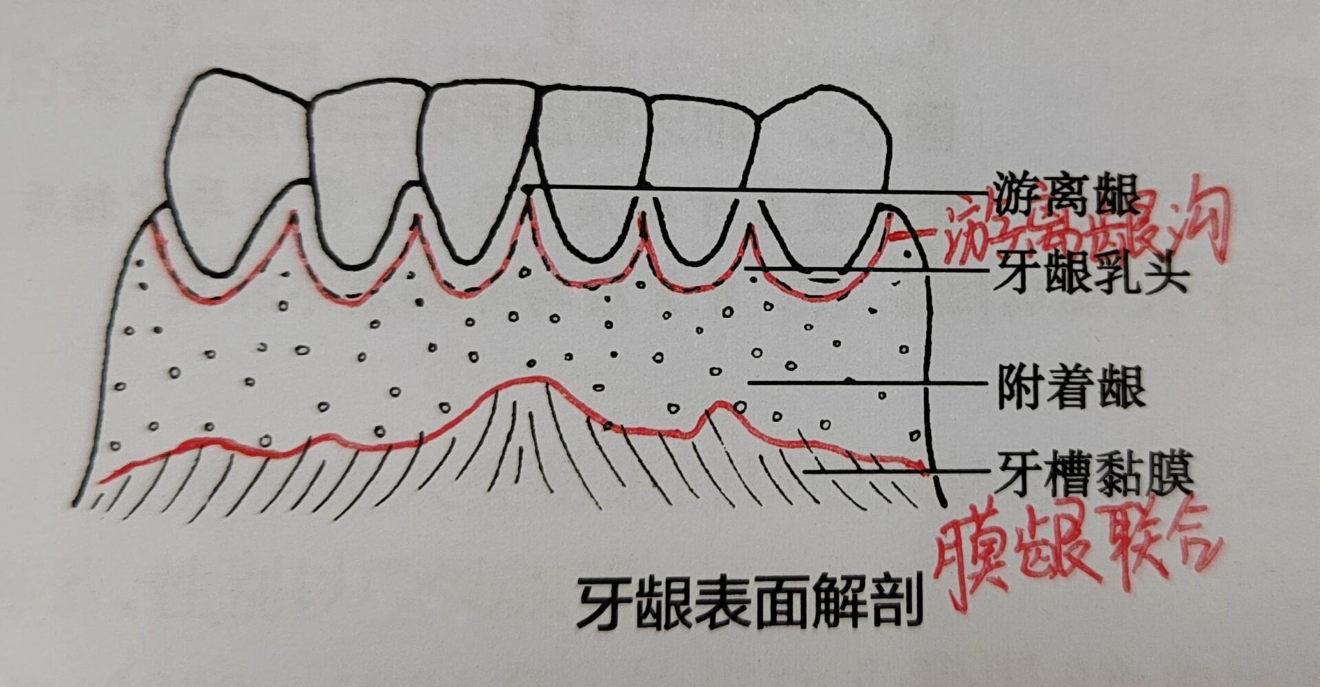 牙床部位图解图片