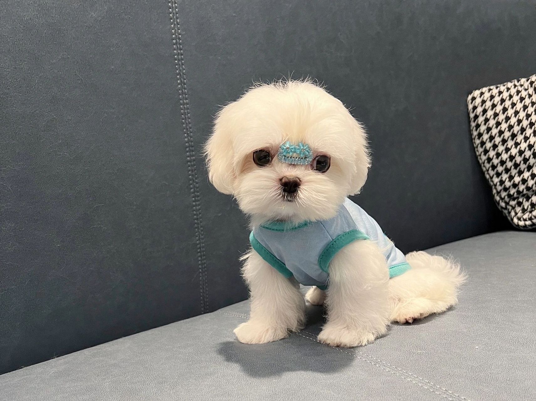 马尔济斯犬 | 欧洲最古老的犬种之一 迄今已有近3