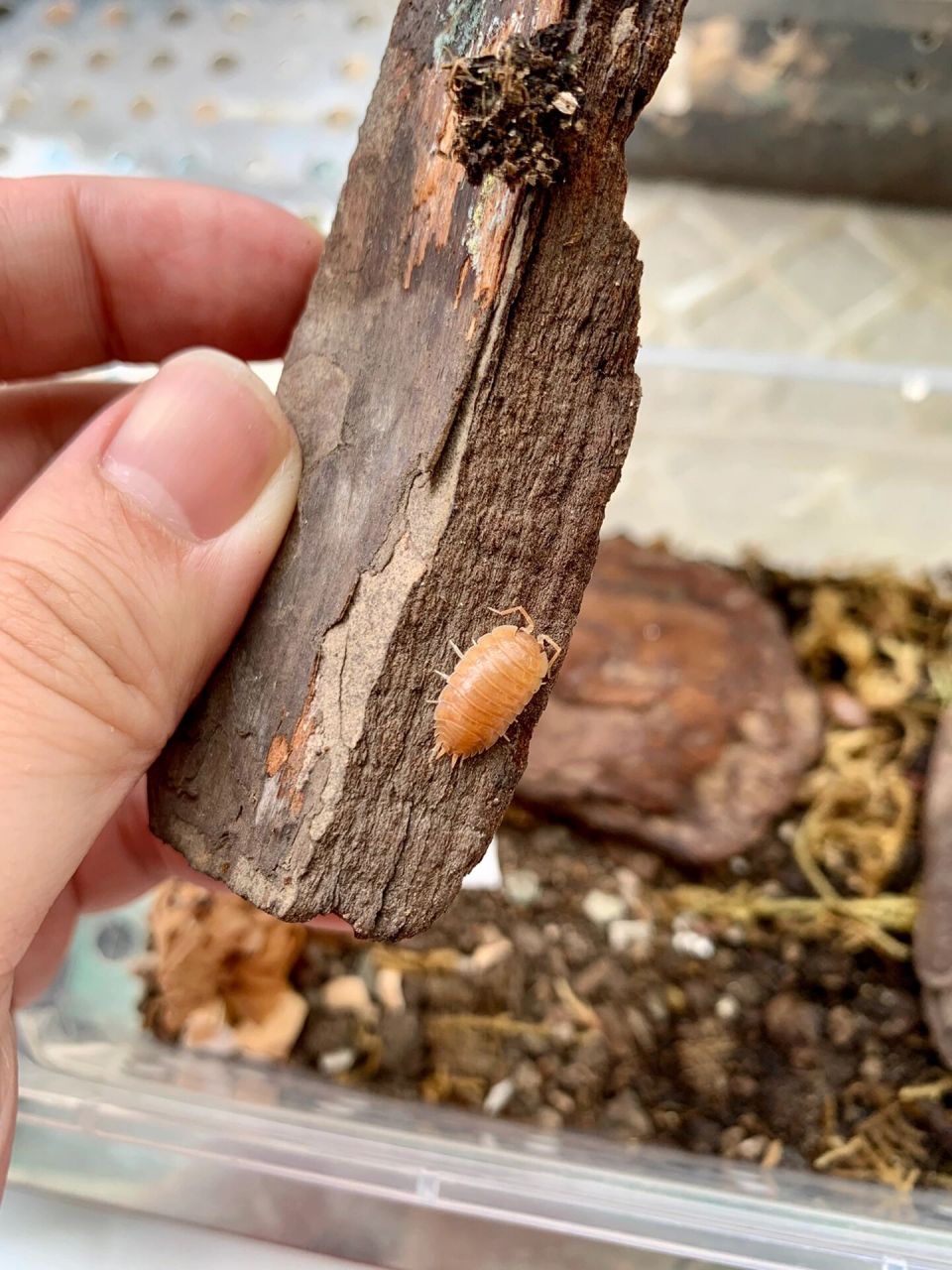鼠妇也就是大家小时候墙隙石底常见的西瓜虫,潮虫.