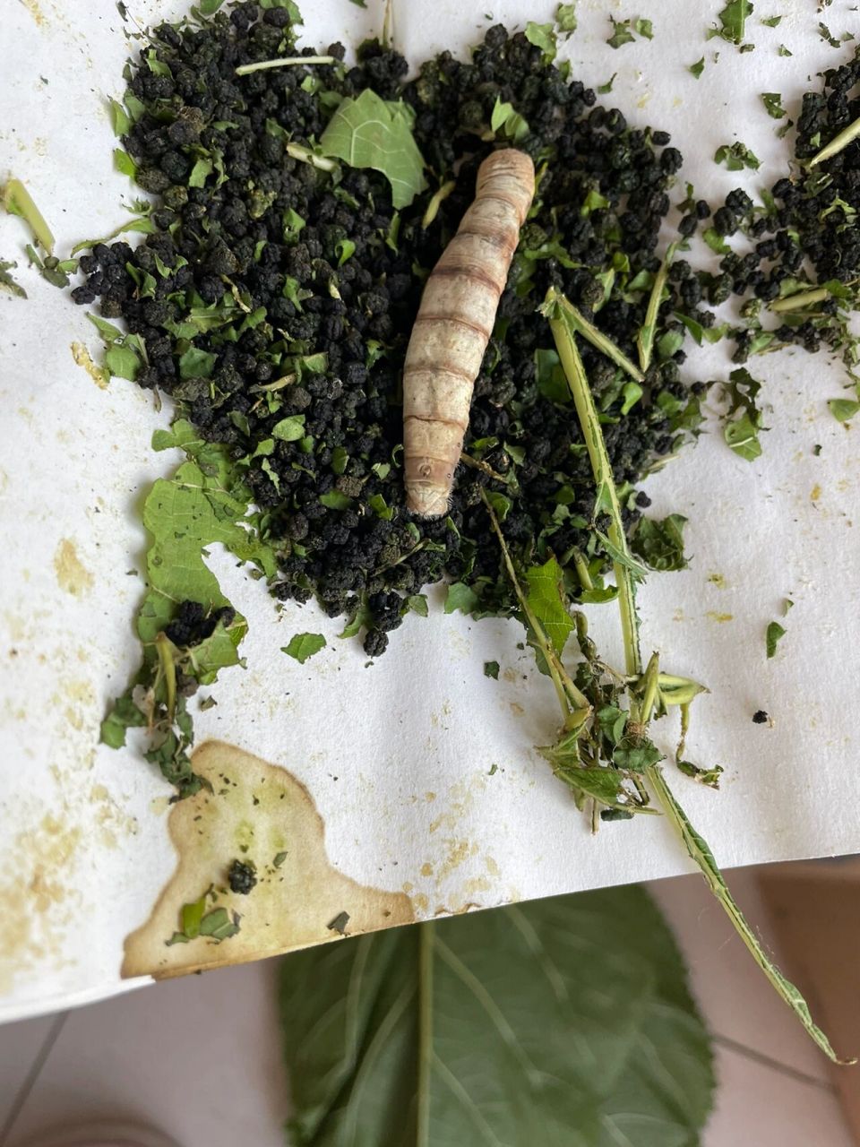 养蚕宝宝注意事项 不是专业养蚕人士,纯粹为了孩子,这次饲养的蚕宝宝