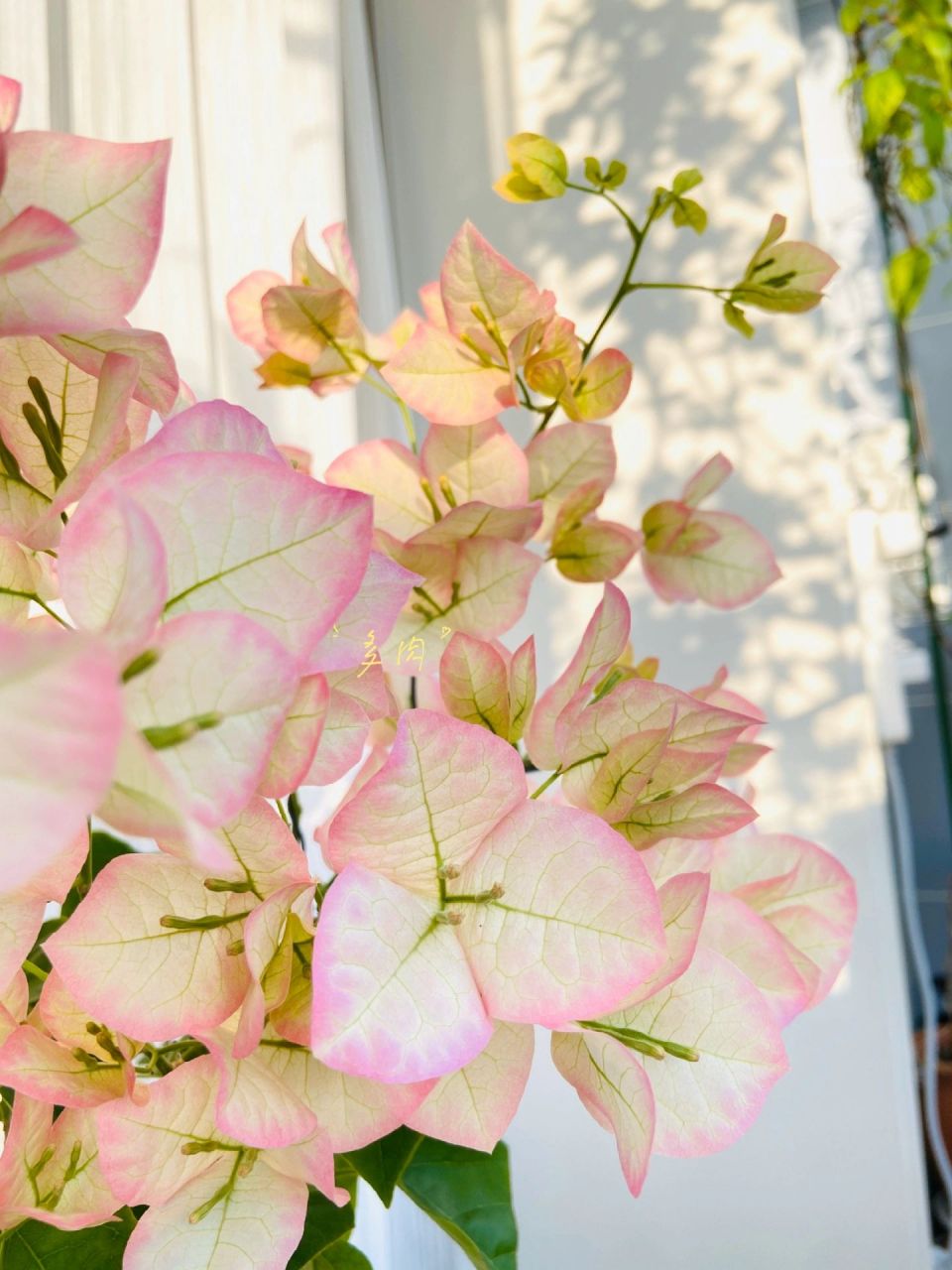 绿叶五宝 | 三角梅 非常非常勤花.室内不上色,也很美