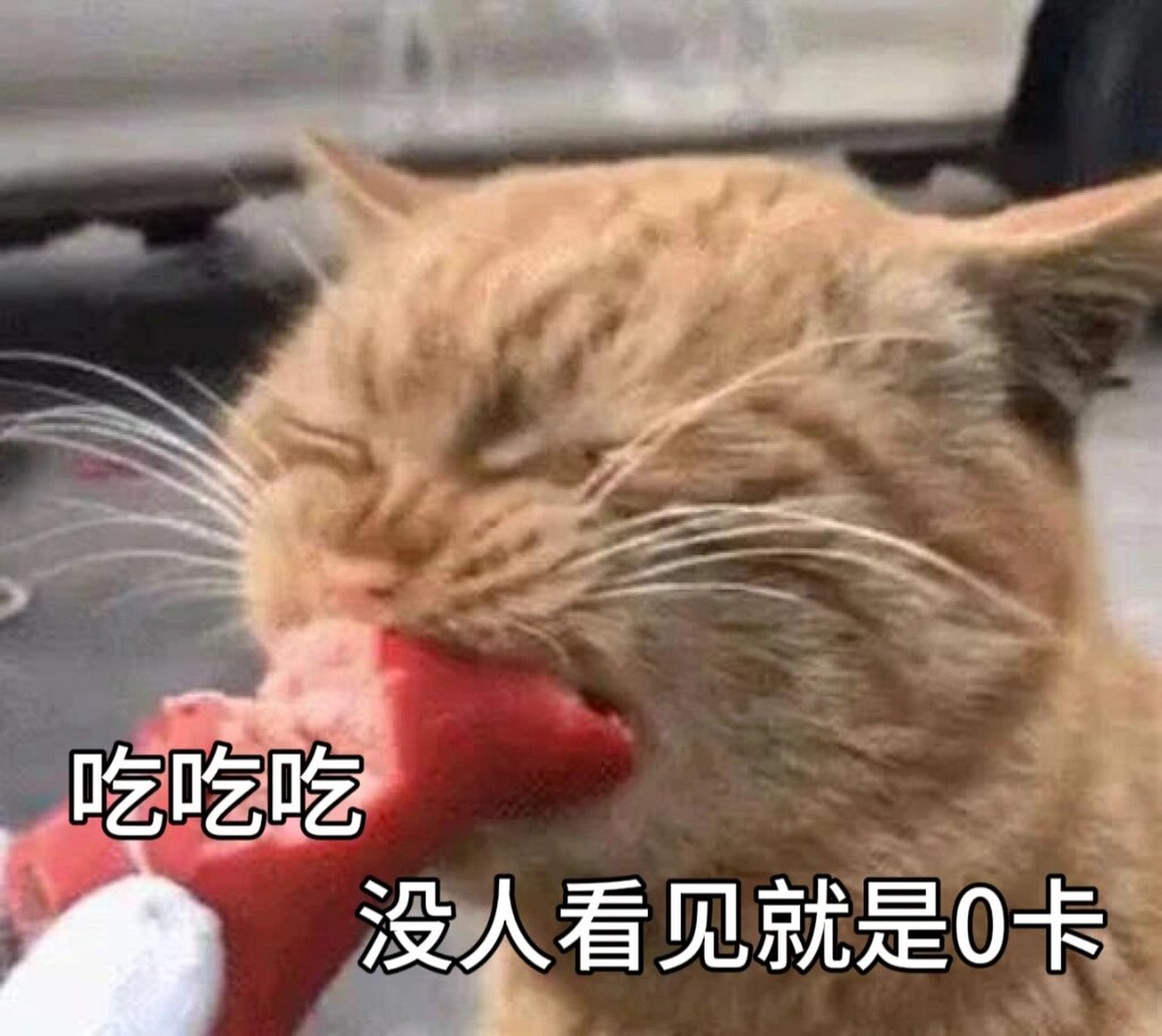 猫咪减肥表情包图片