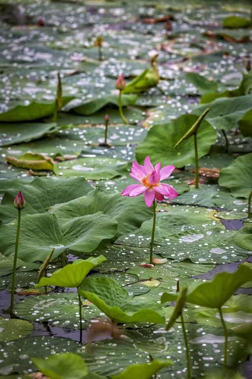 雨中西湖荷花图片