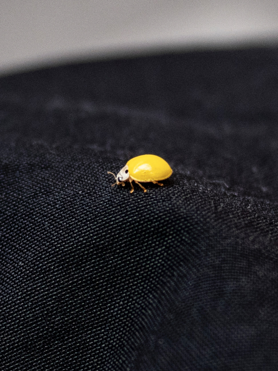 金色的瓢虫是敌是友?