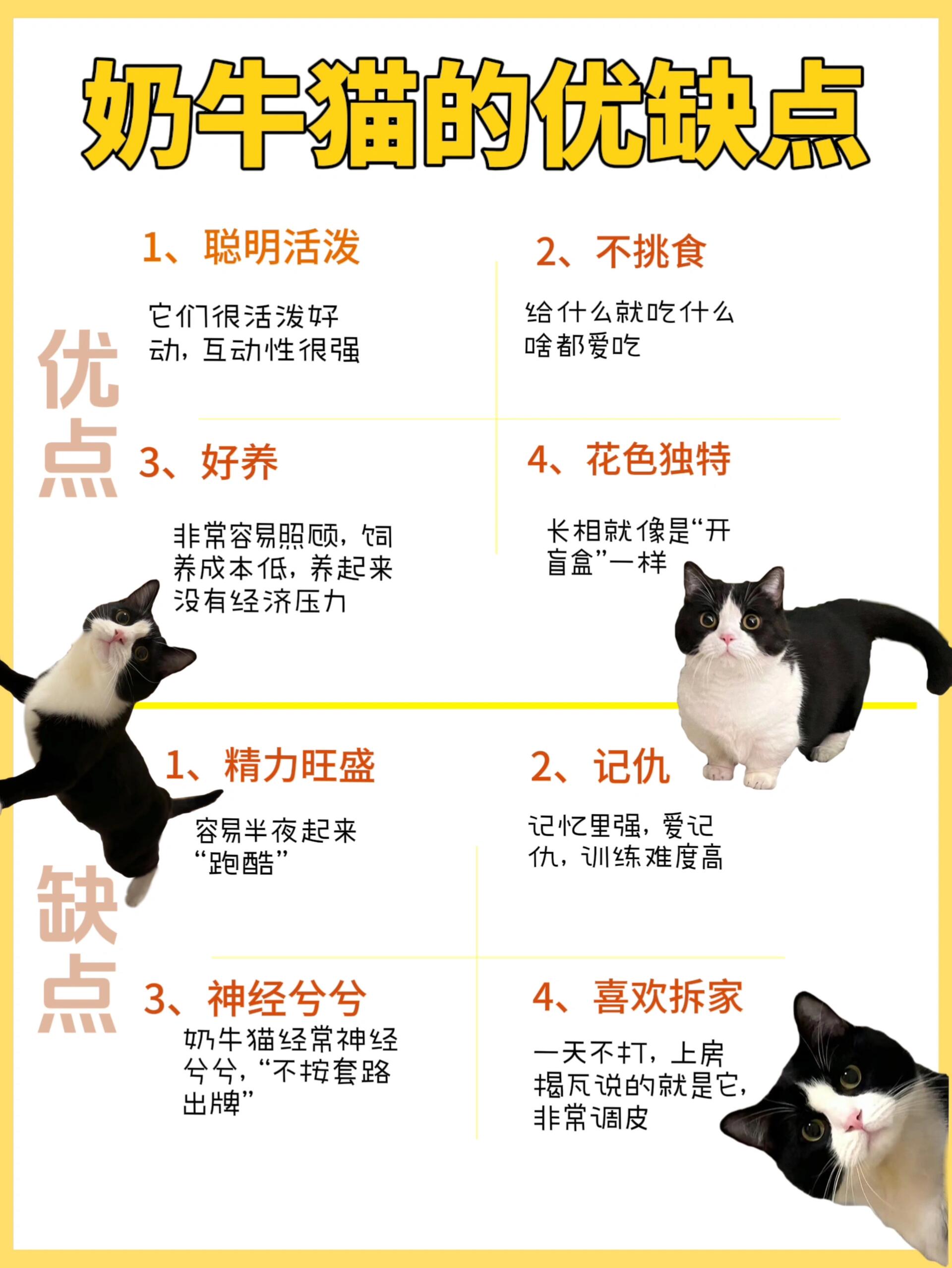 土猫多少钱一只图片