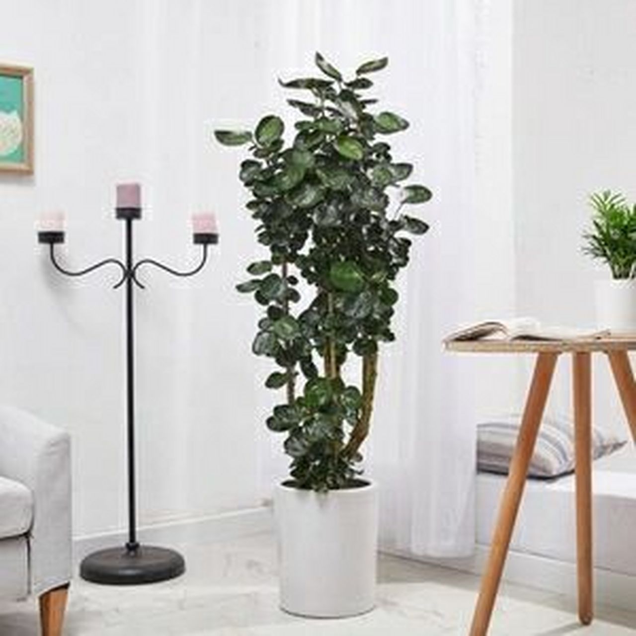 办公室常用植物36|圆叶福禄桐 它的叶子呈椭圆形或长椭圆形,基部心形