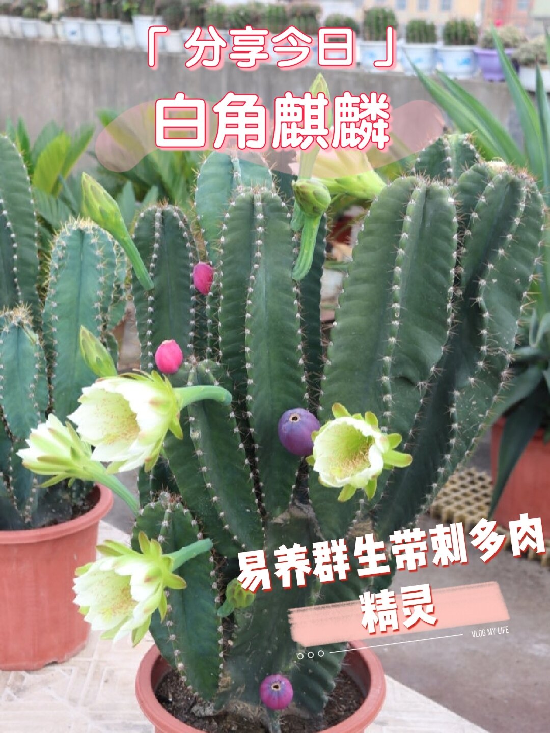 辣度爆表的植物-白角麒麟登场