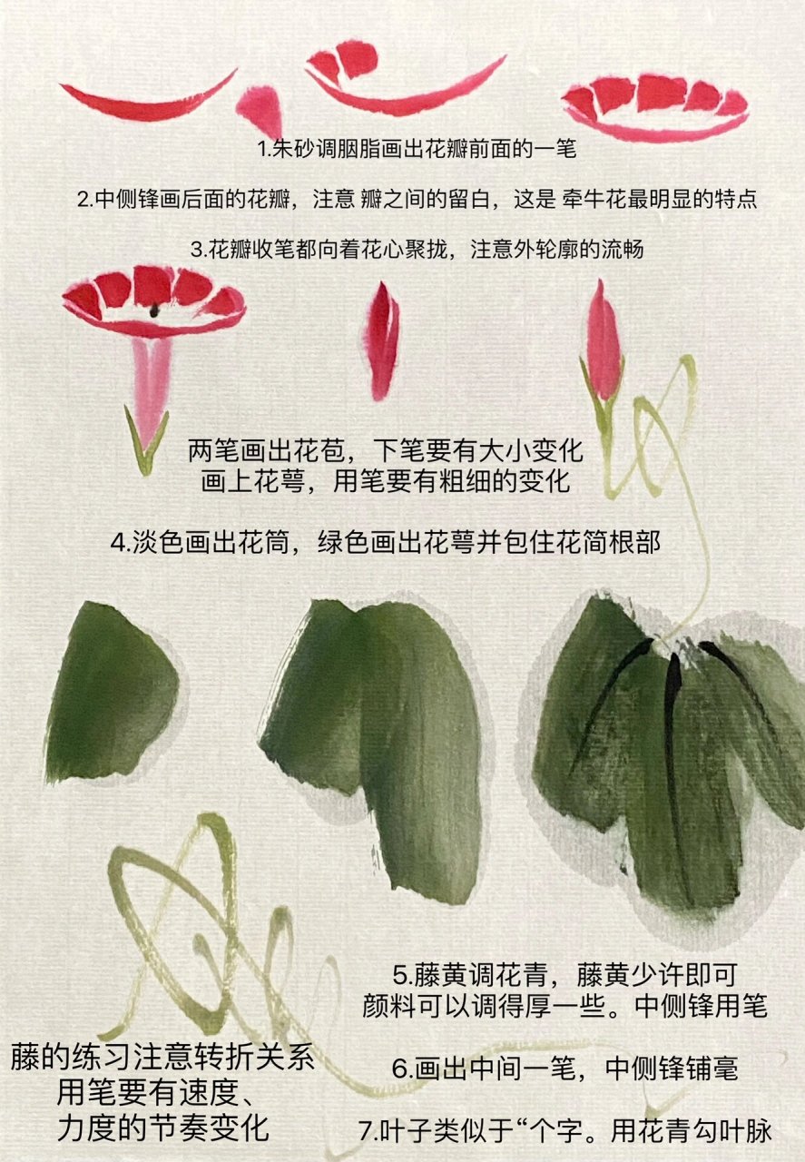 牵牛花结构模式图图片