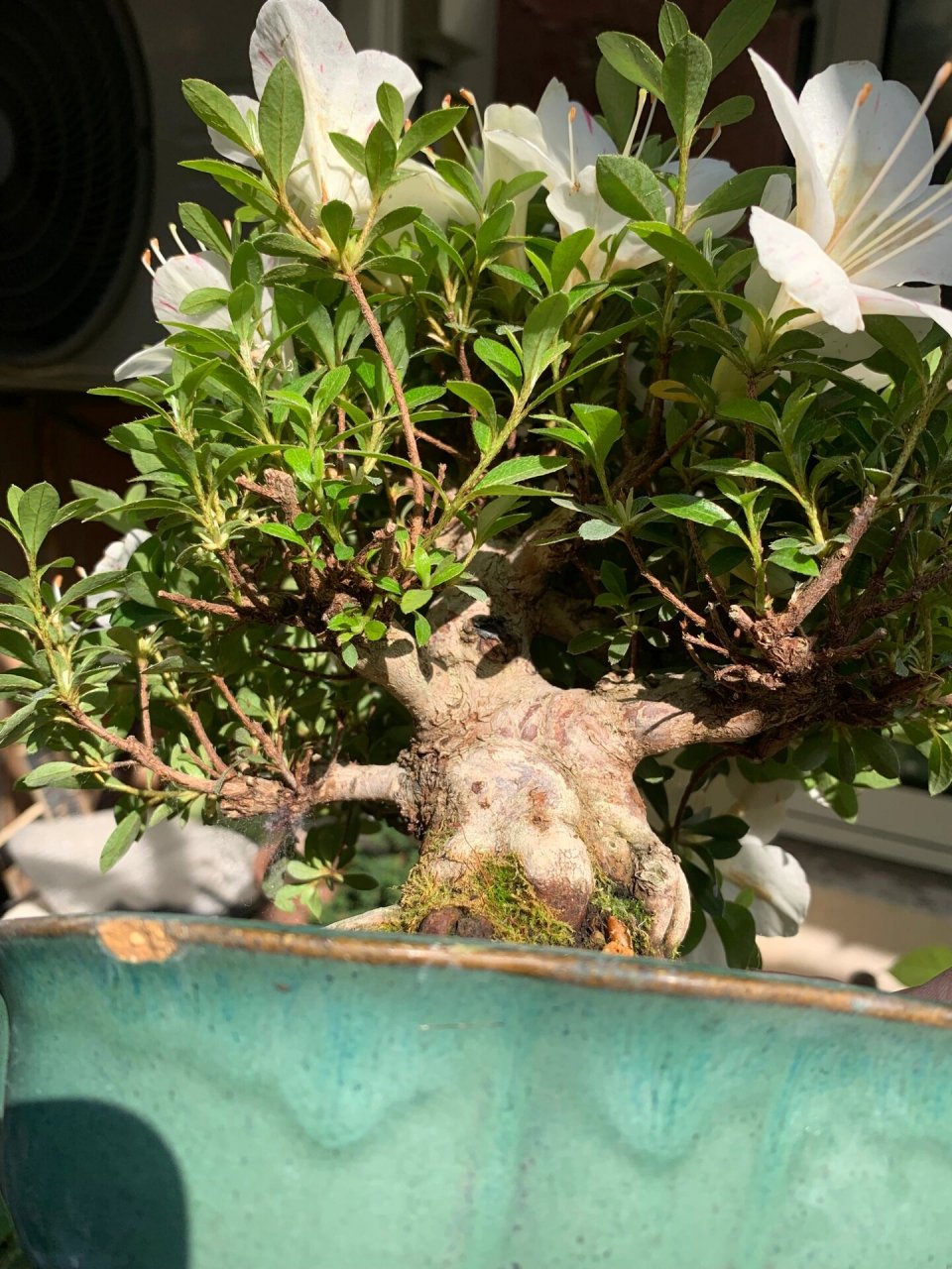 皋月杜鹃 明美之月 换好盆的明美之月开花啦