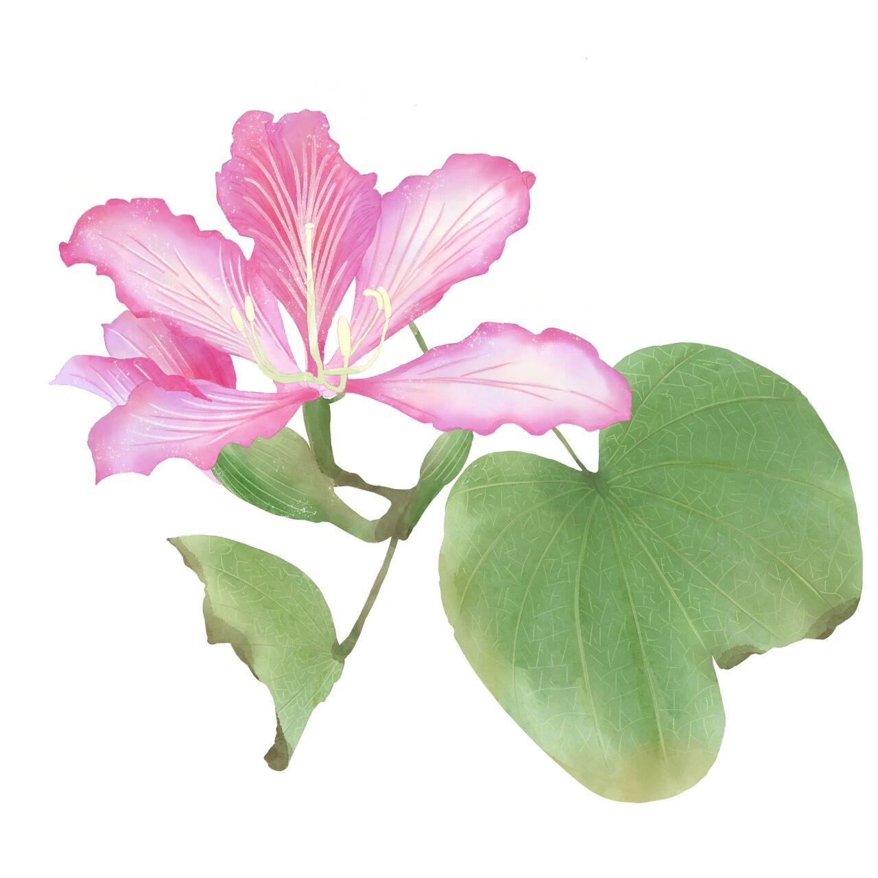 紫荆花procreate绘画