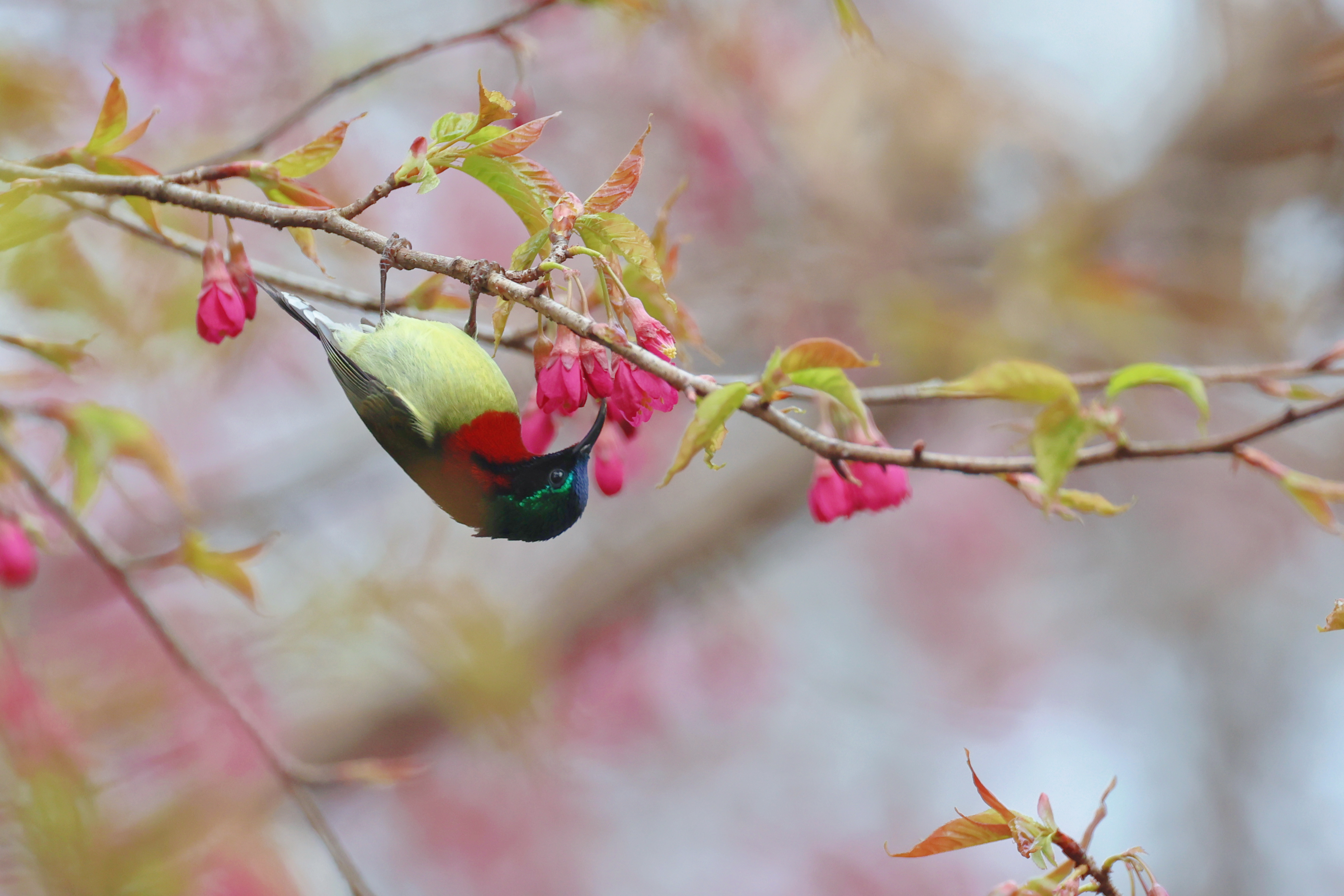 2024.2.27摄于杭州植物园.#寻访春天的故事