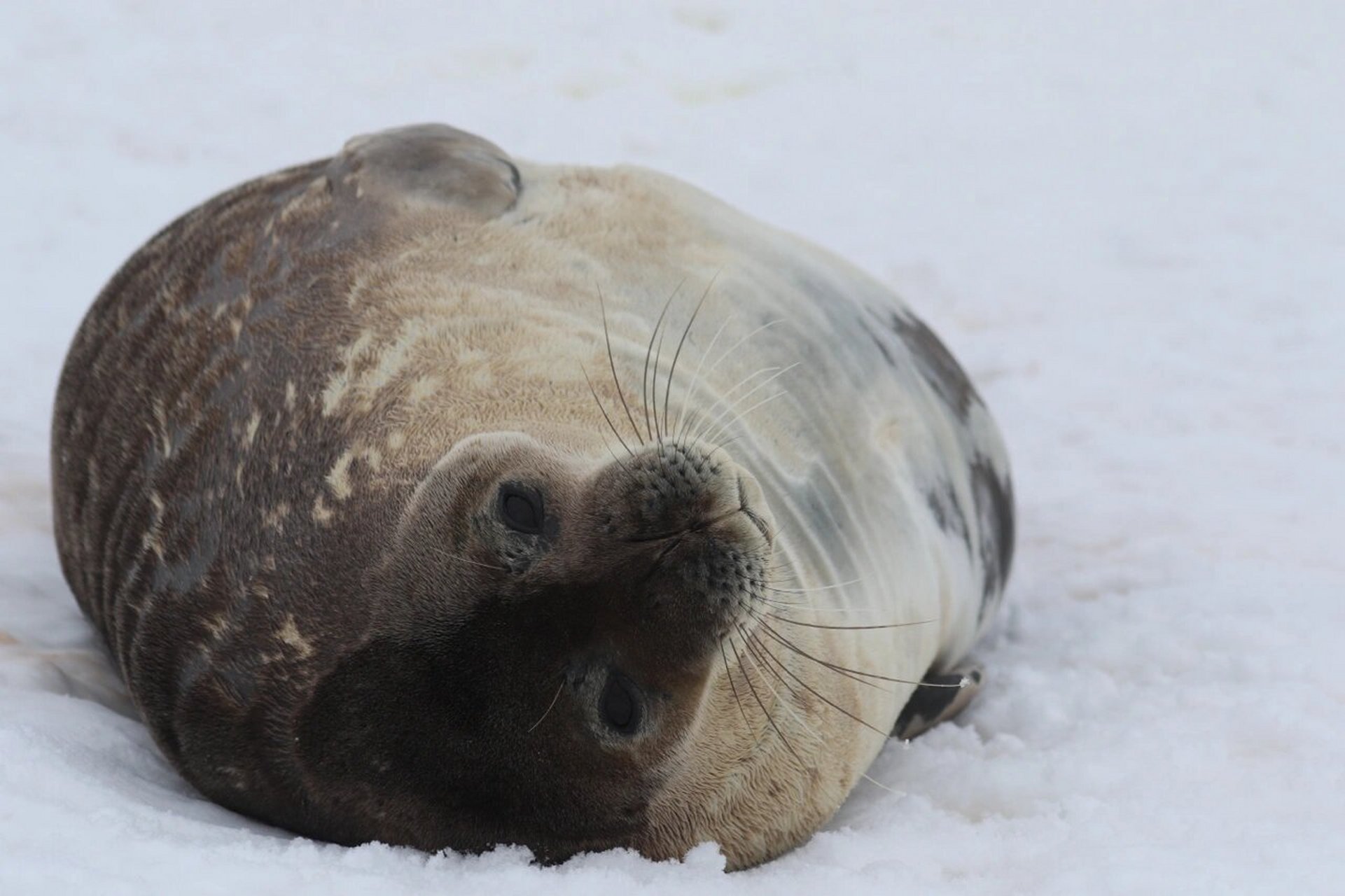 威德尔海豹(英文:weddell seal,学名:leptonychotes weddellii)是以