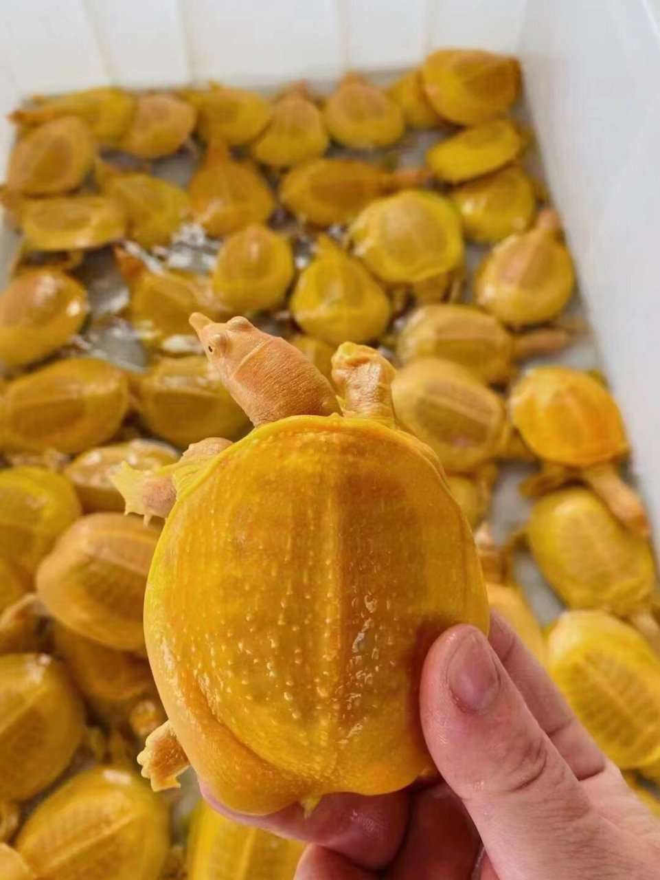 黄金甲鱼 水底黄金之称 红眼黄化水鱼 深水鱼缸观赏一级靓