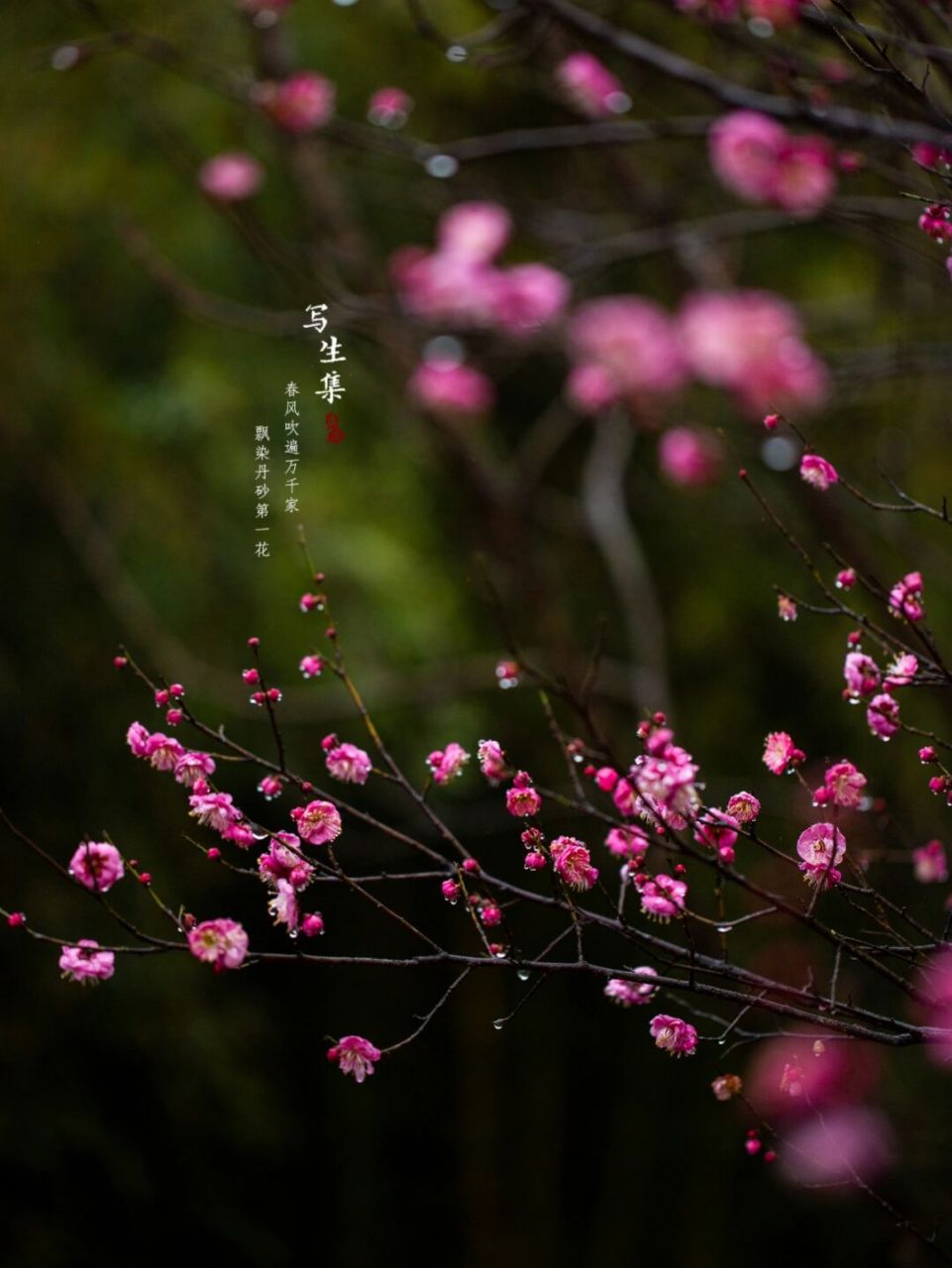 朱砂梅的花语是迎接风雪