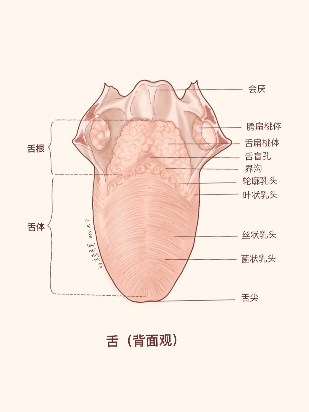 舌根的轮廓乳