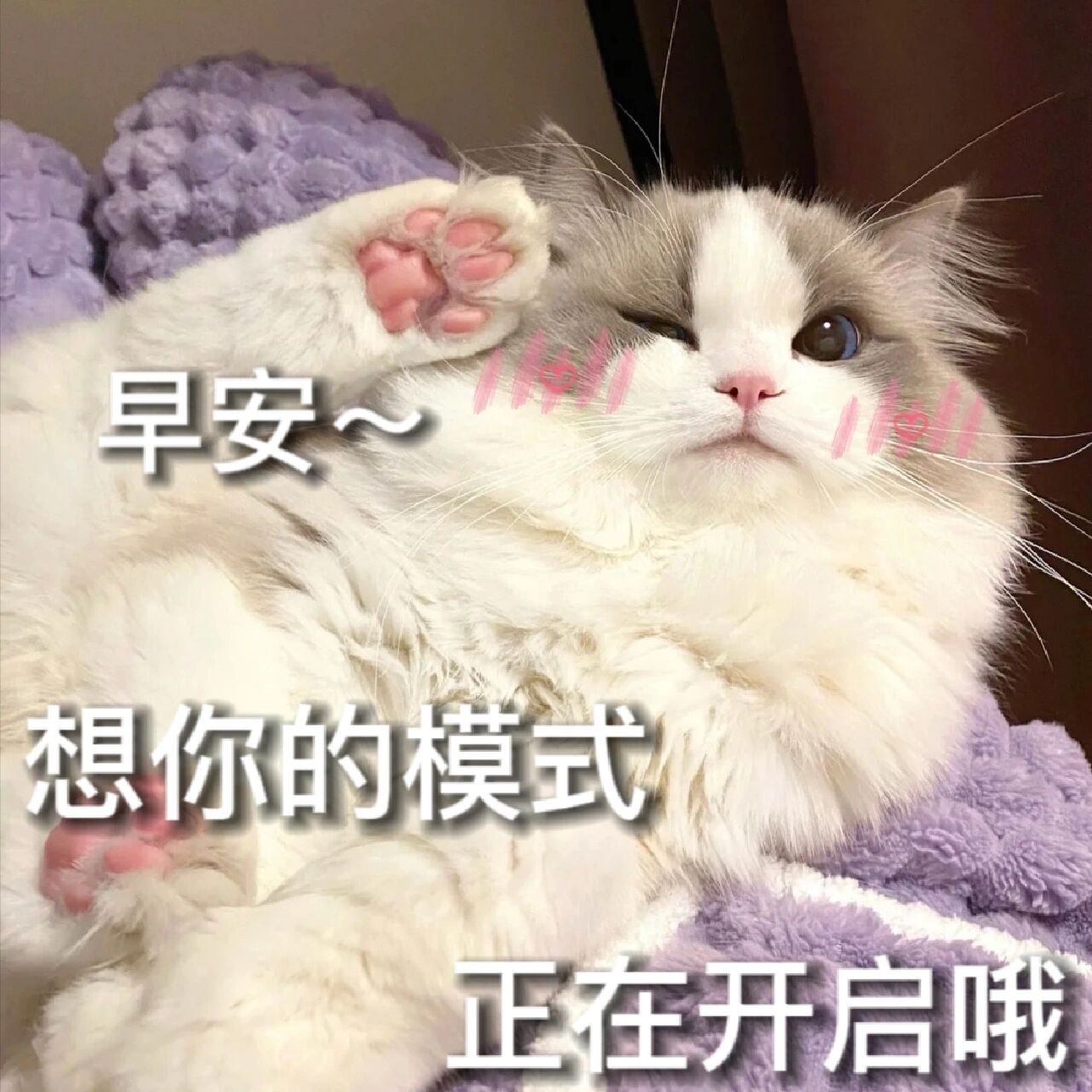 猫咪表情包第25弹