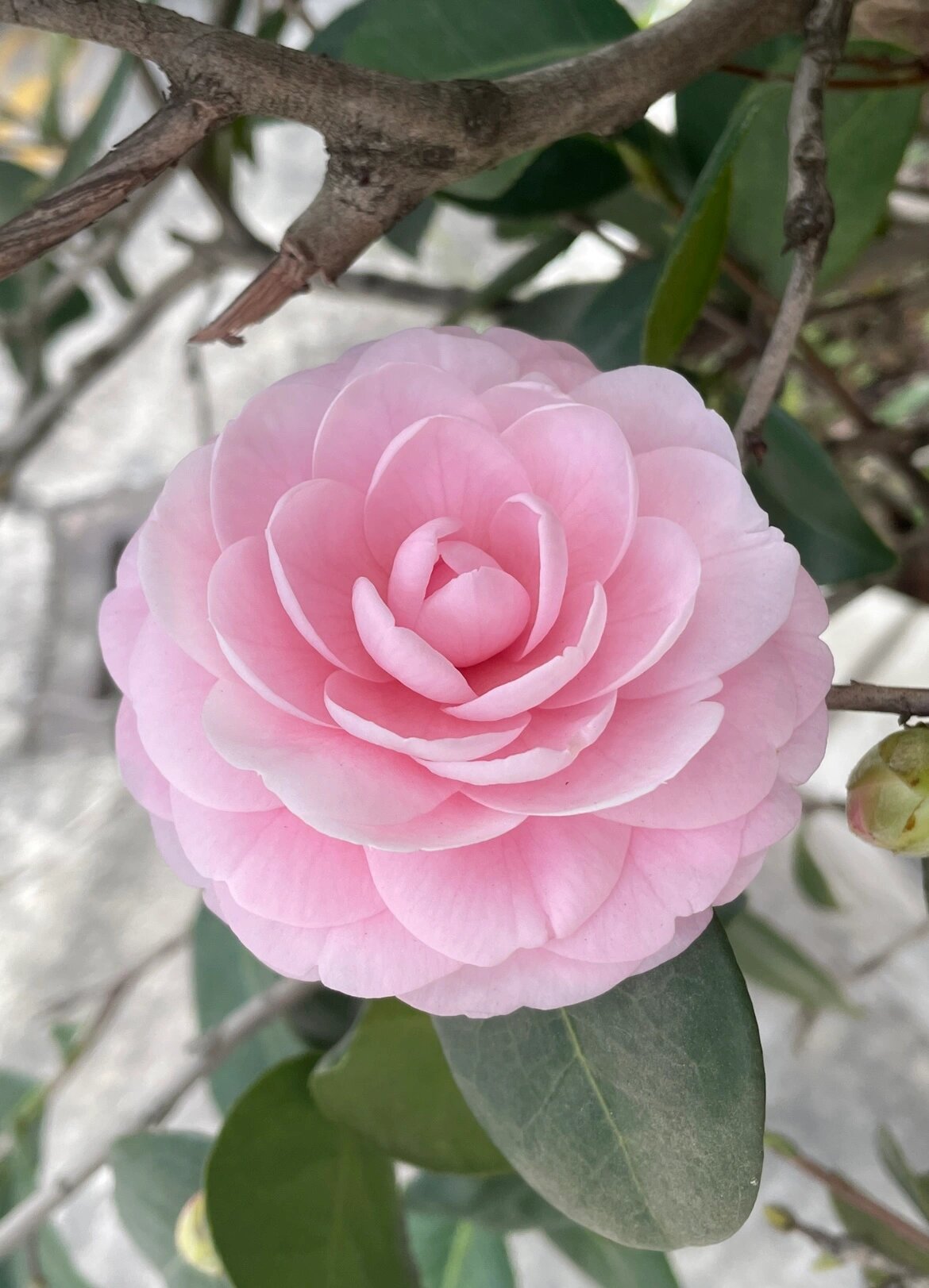 宫粉茶花 又称小桃红#茶花分享##宫粉