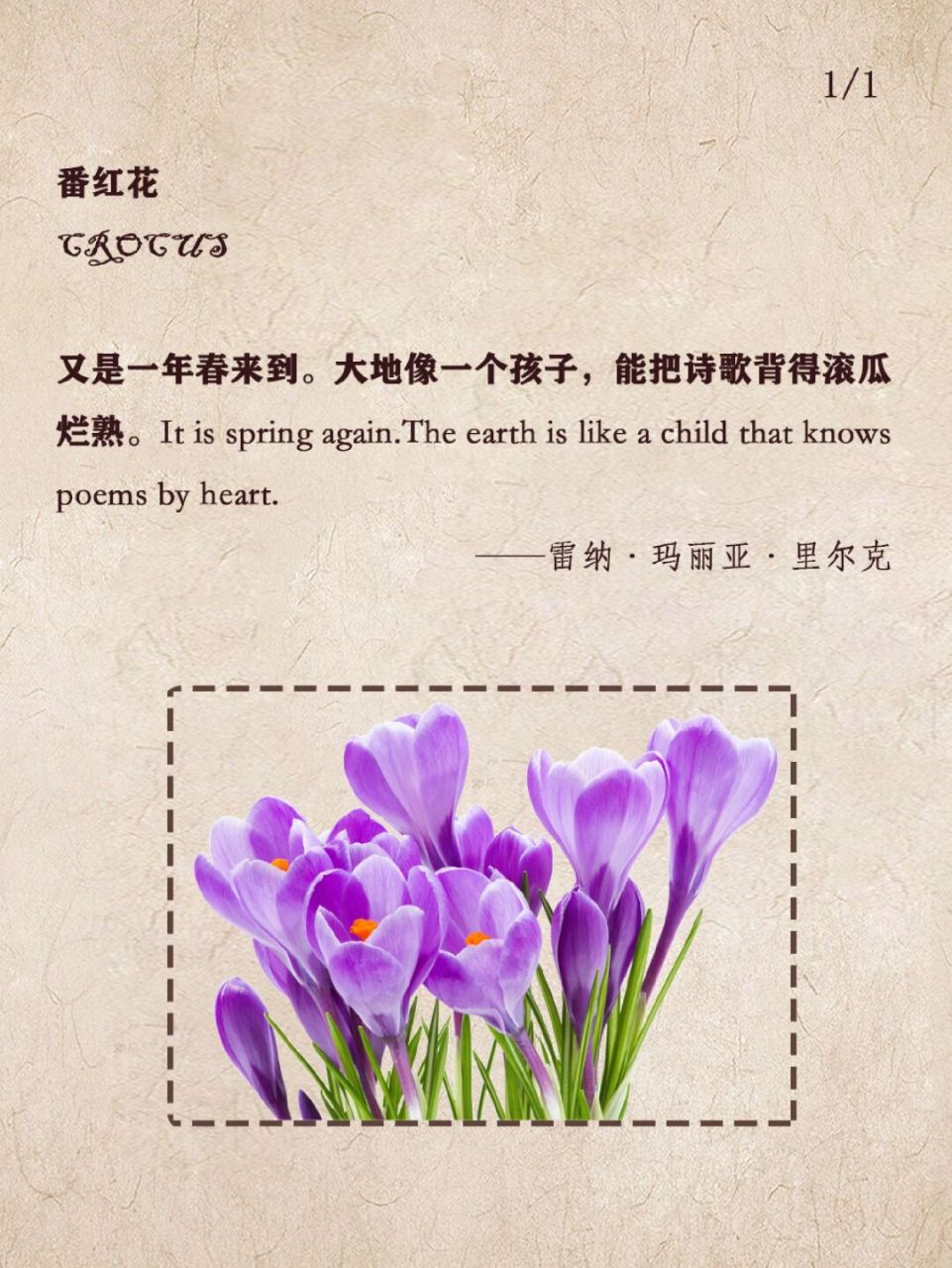 78福到|番红花的花语 番红花的花语:快乐.