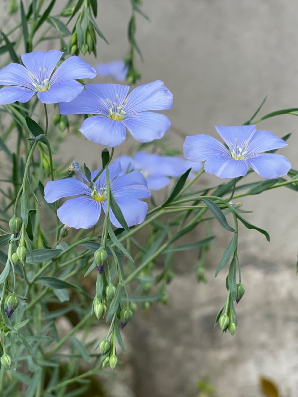 蓝亚麻花的花语图片