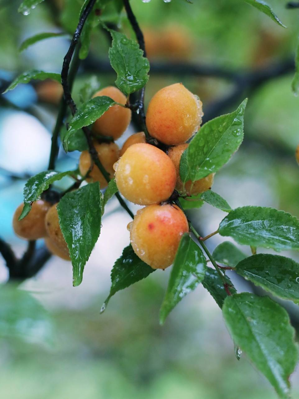 梅子熟了#夏季与梅雨 黄梅时节家家雨,青草池塘处处蛙.